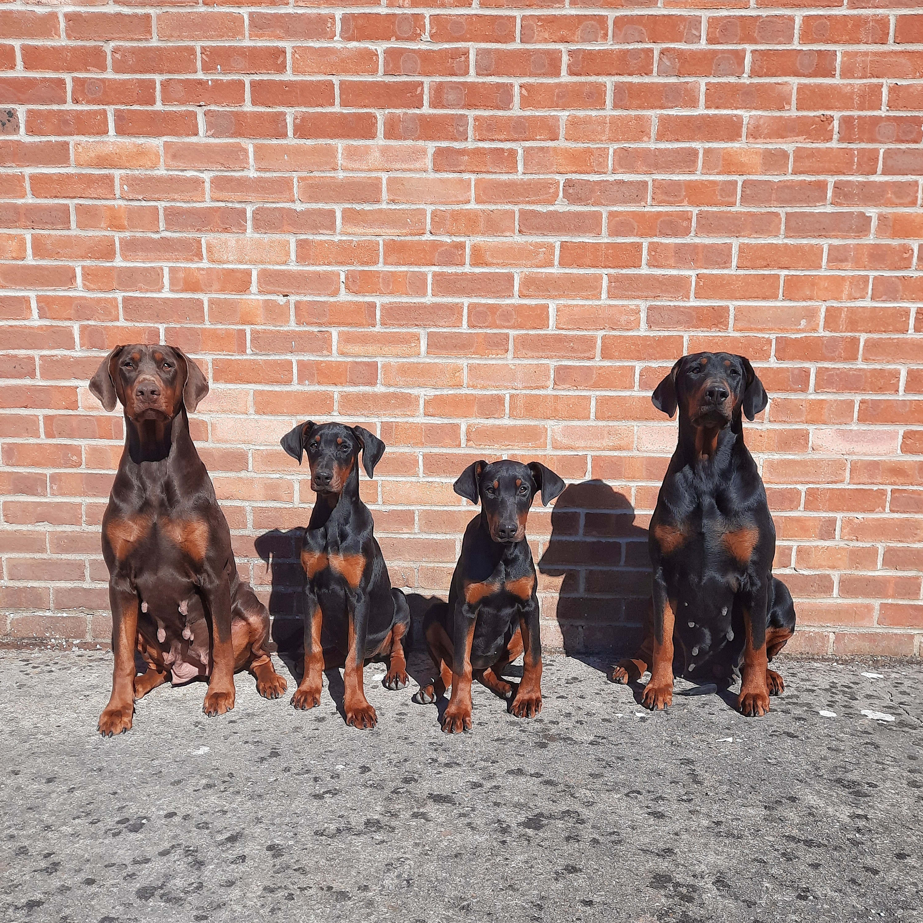 @diamond-dobermann