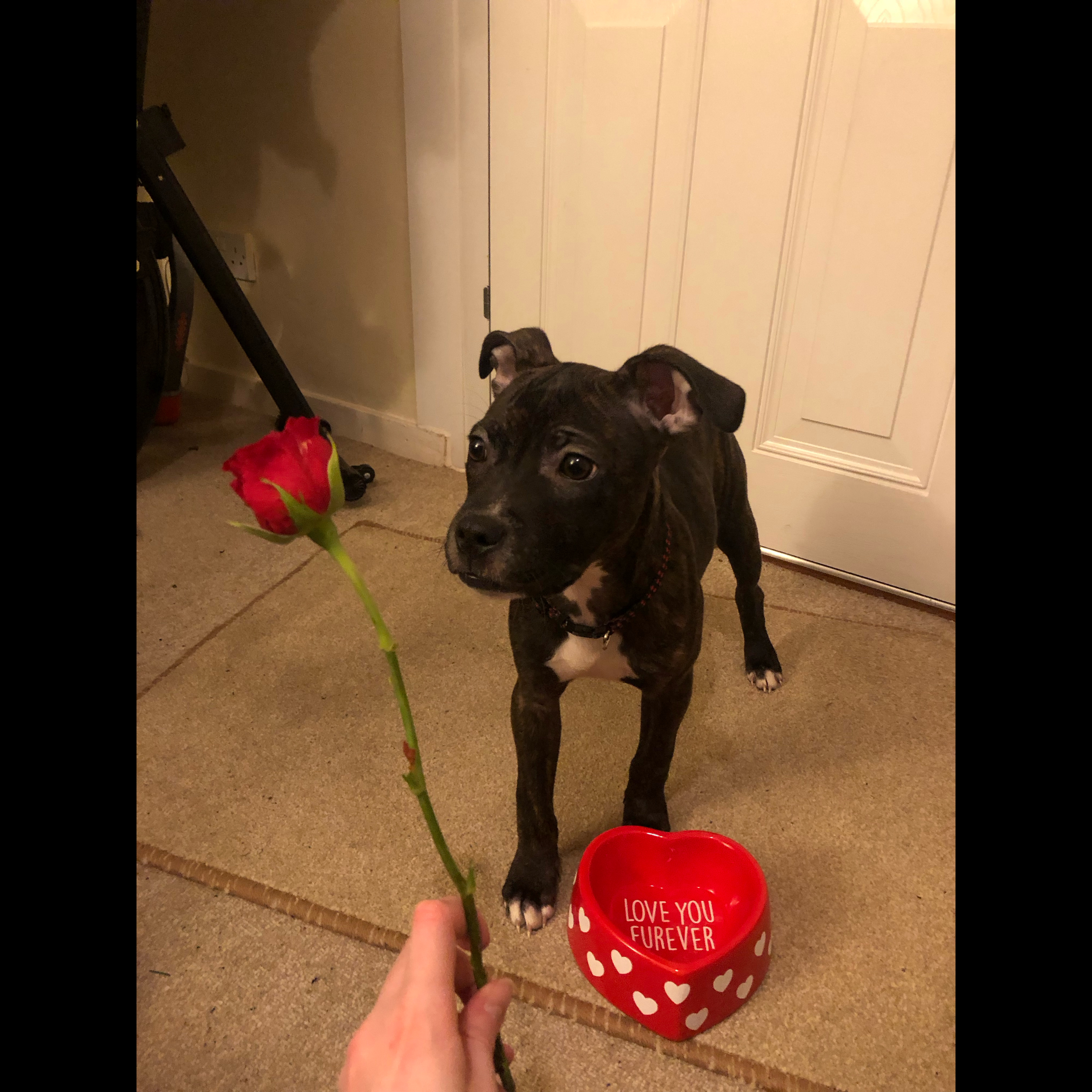 @aaron-staffy-xl