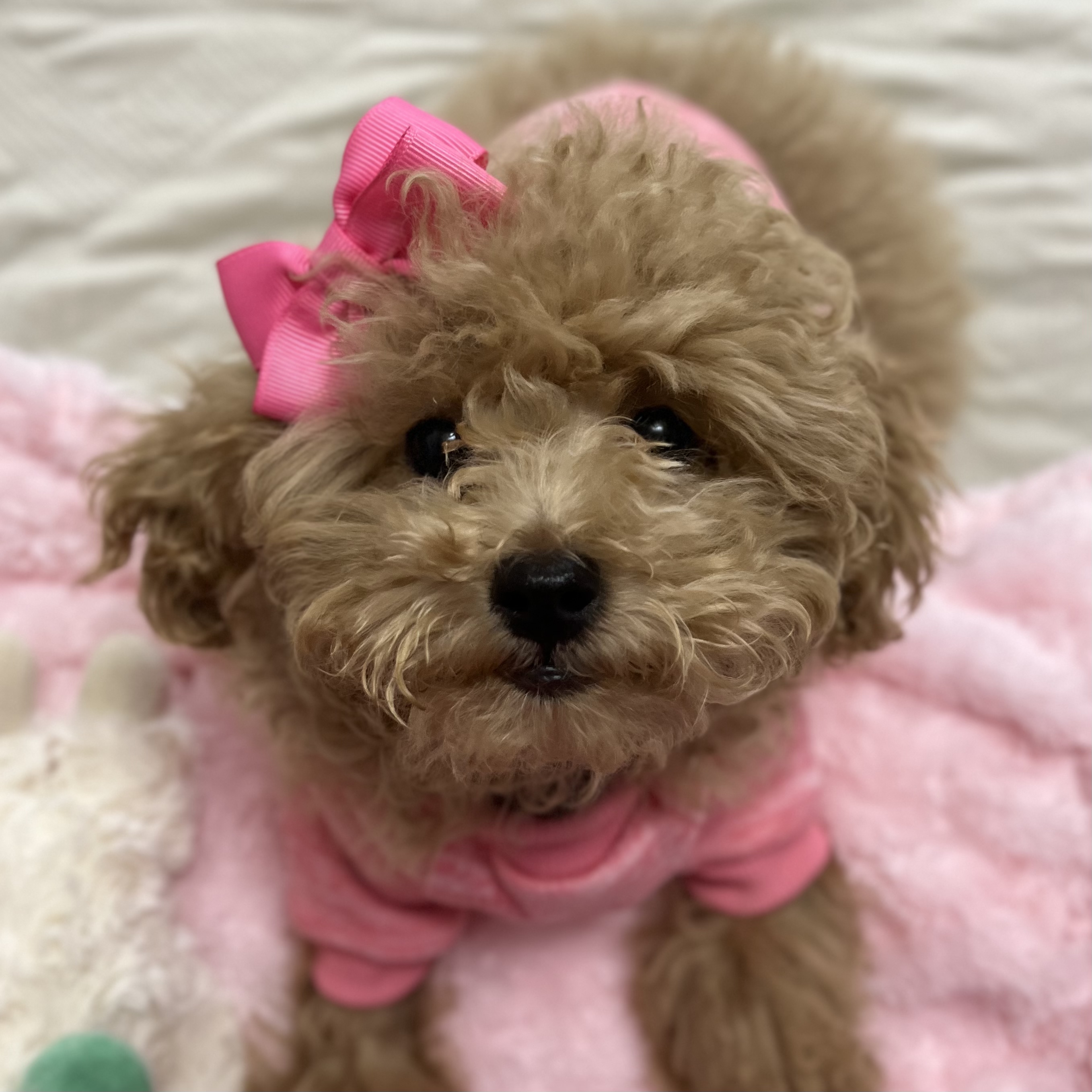 @goesby-squirrelthetoypoodle