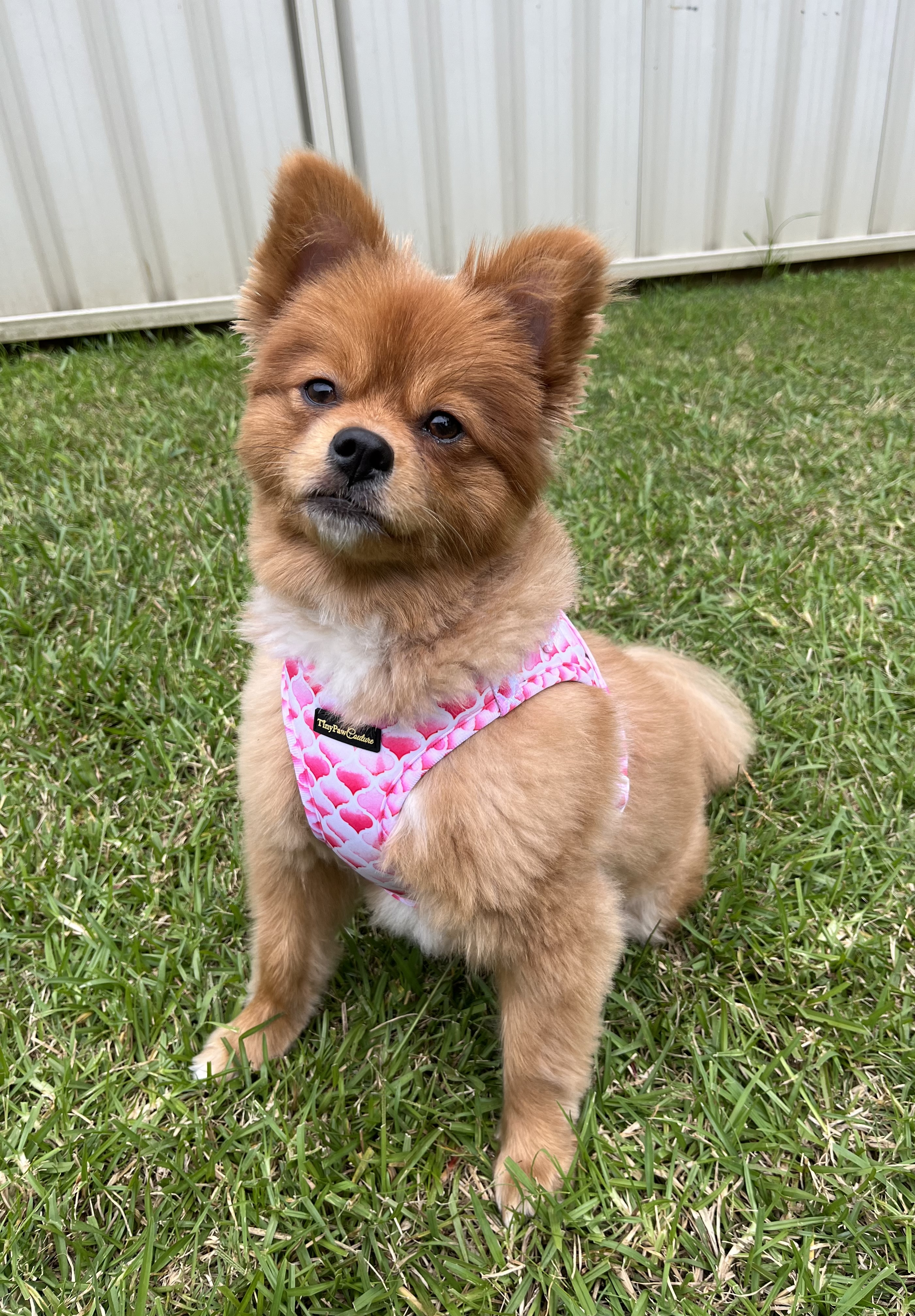 @izzythepom2021