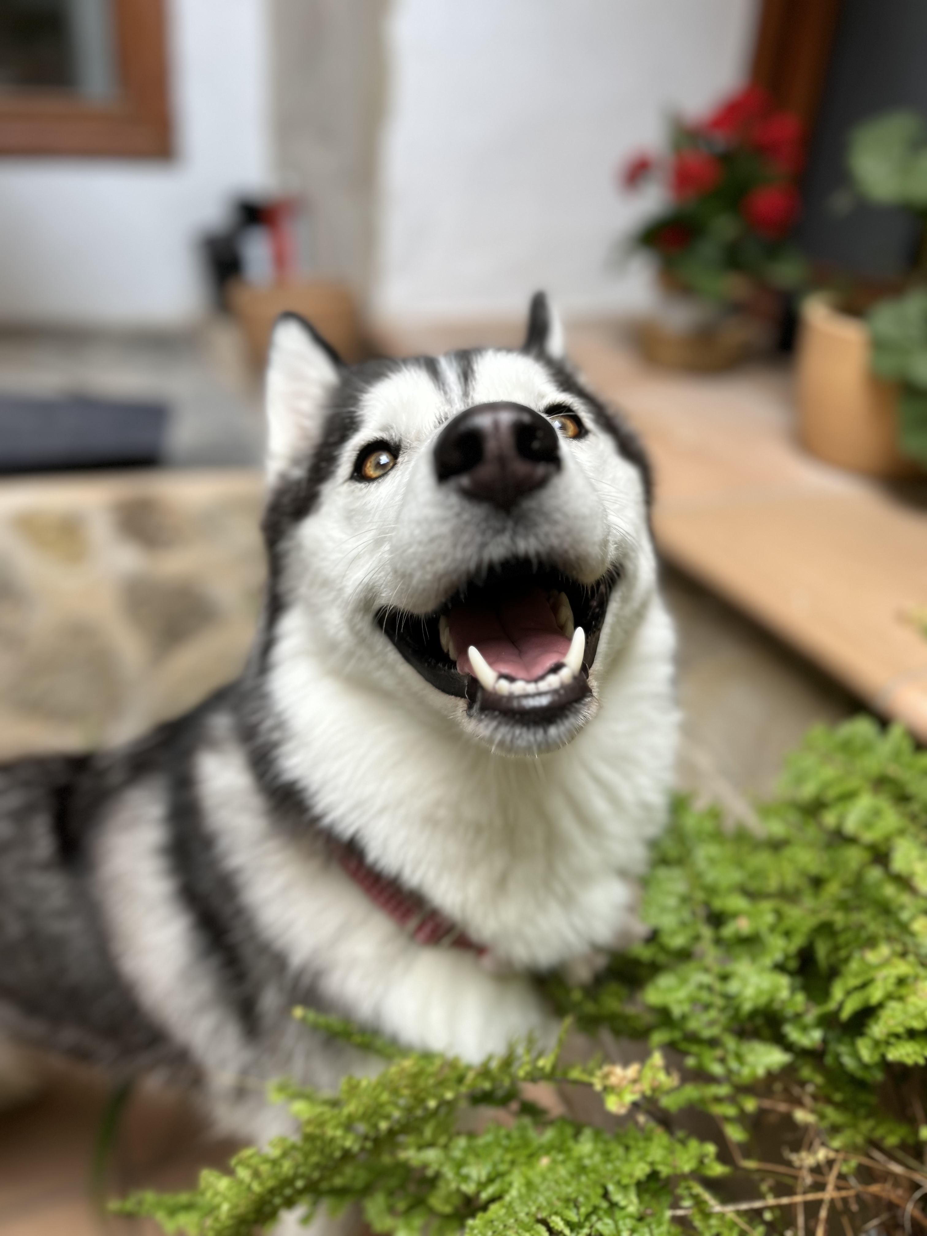 @yumasiberianhusky