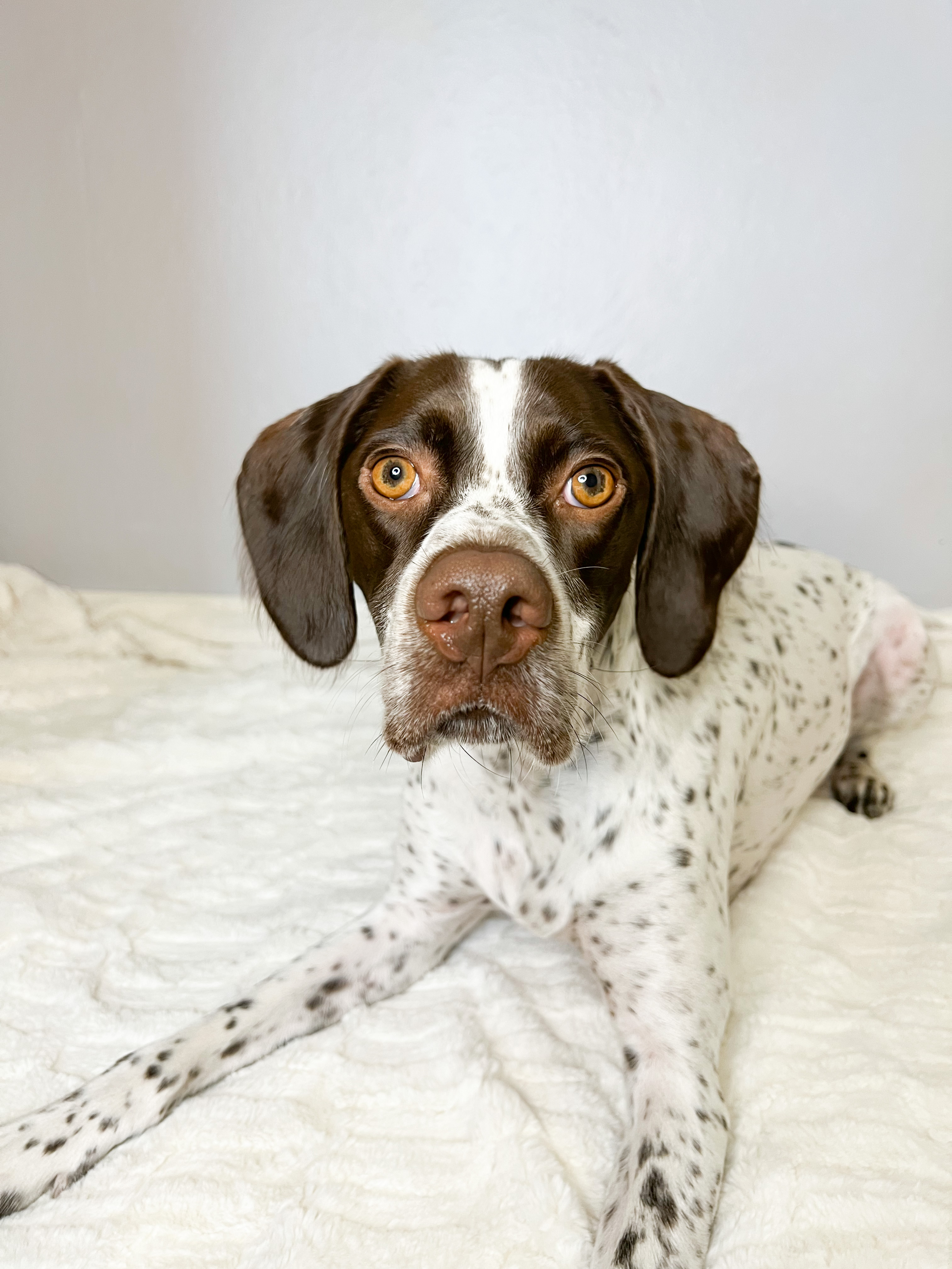 @phoebe-the-sprointer-1