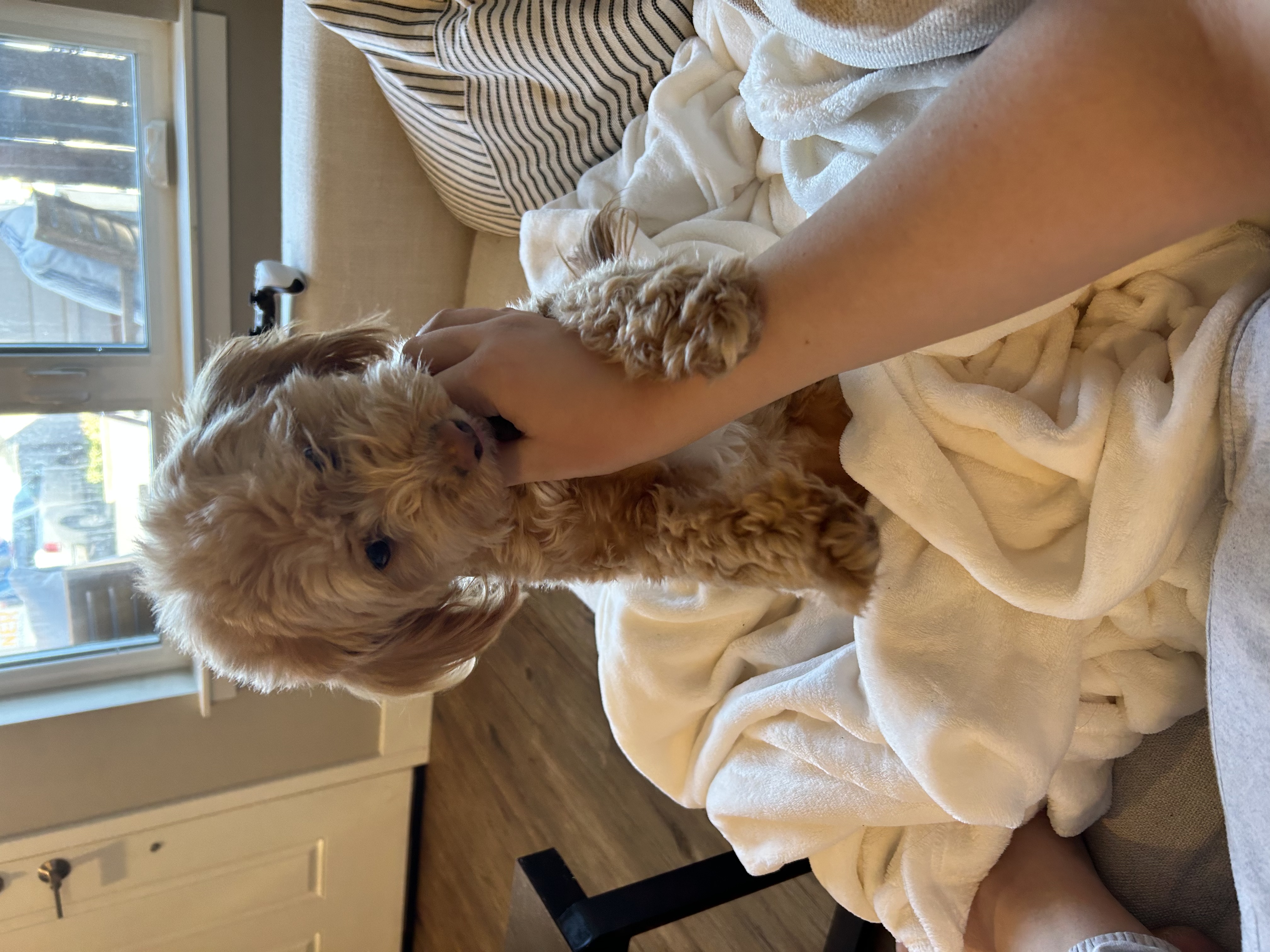 @piatheminiaussiedoodle