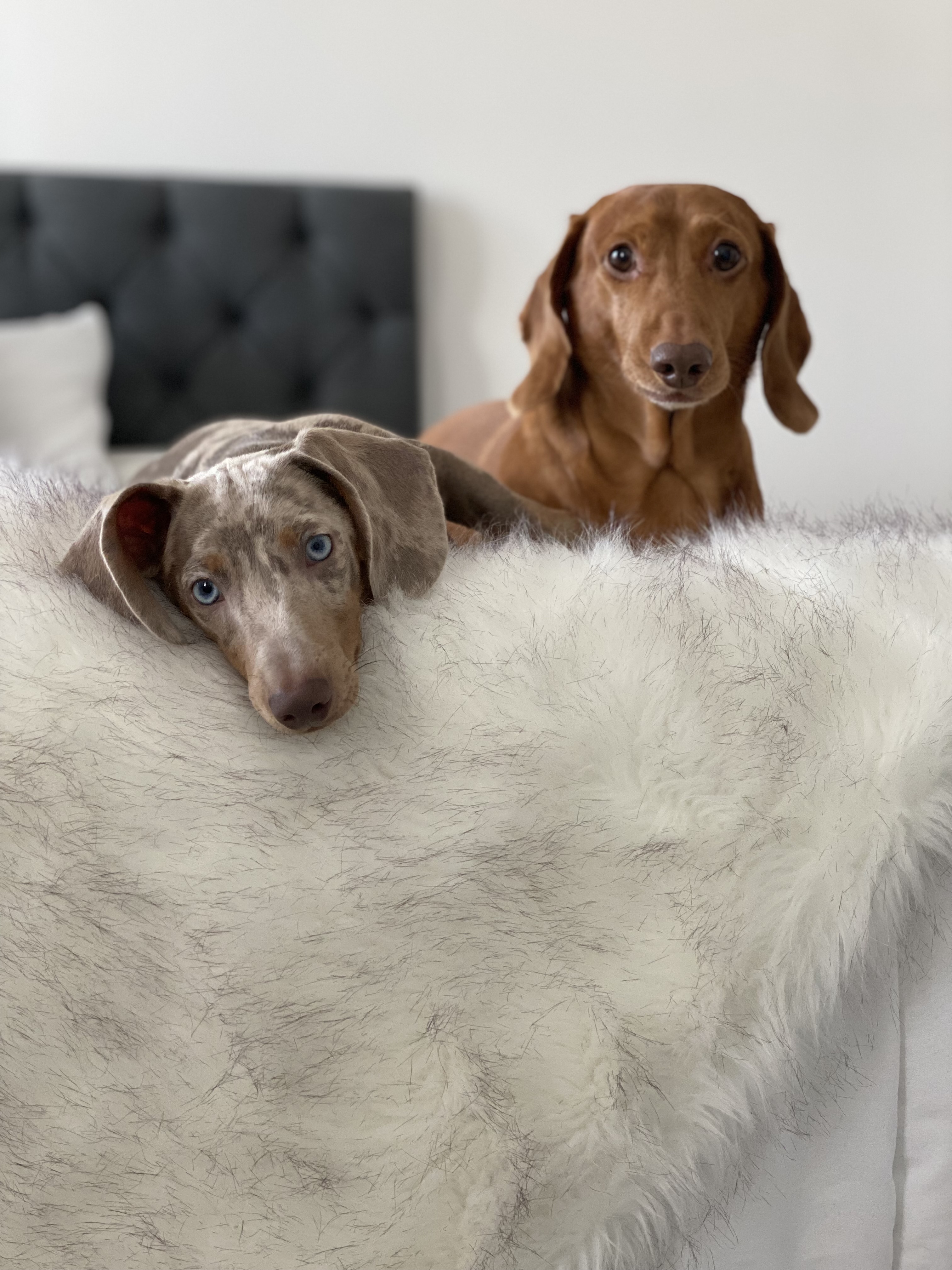 @parkerandarchiedachshunds