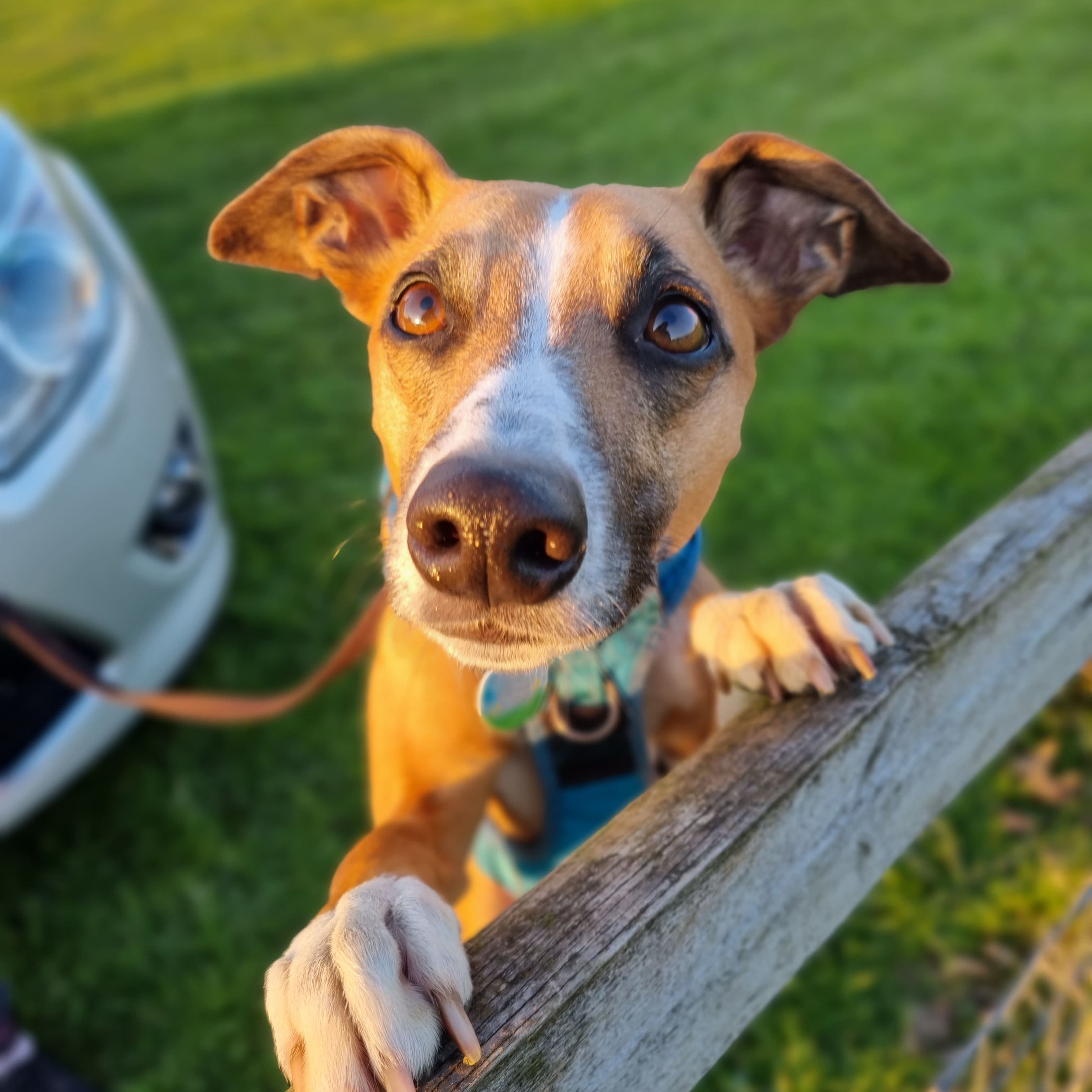 @dobbythehouselurcher