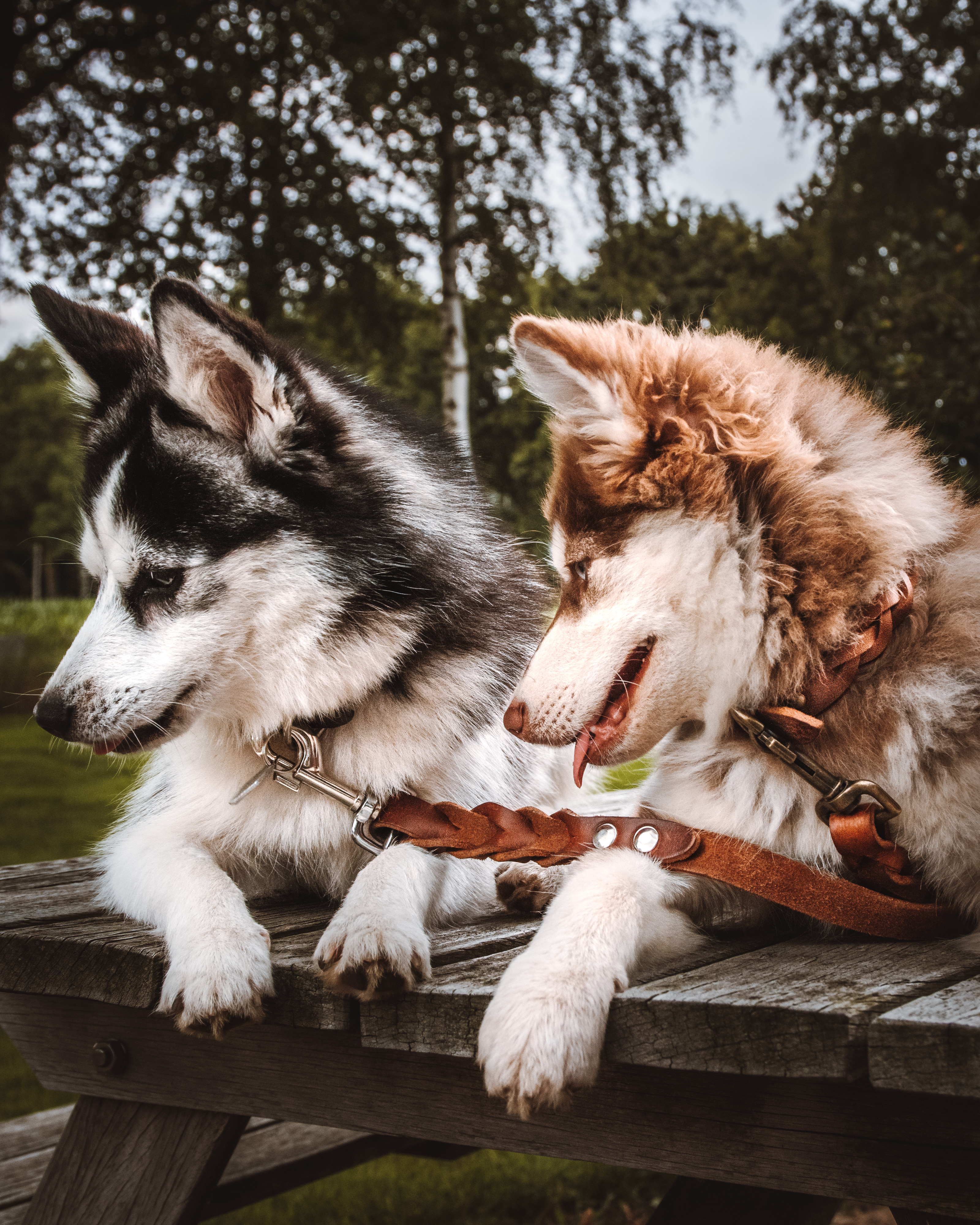 @pucklindy-pomskies