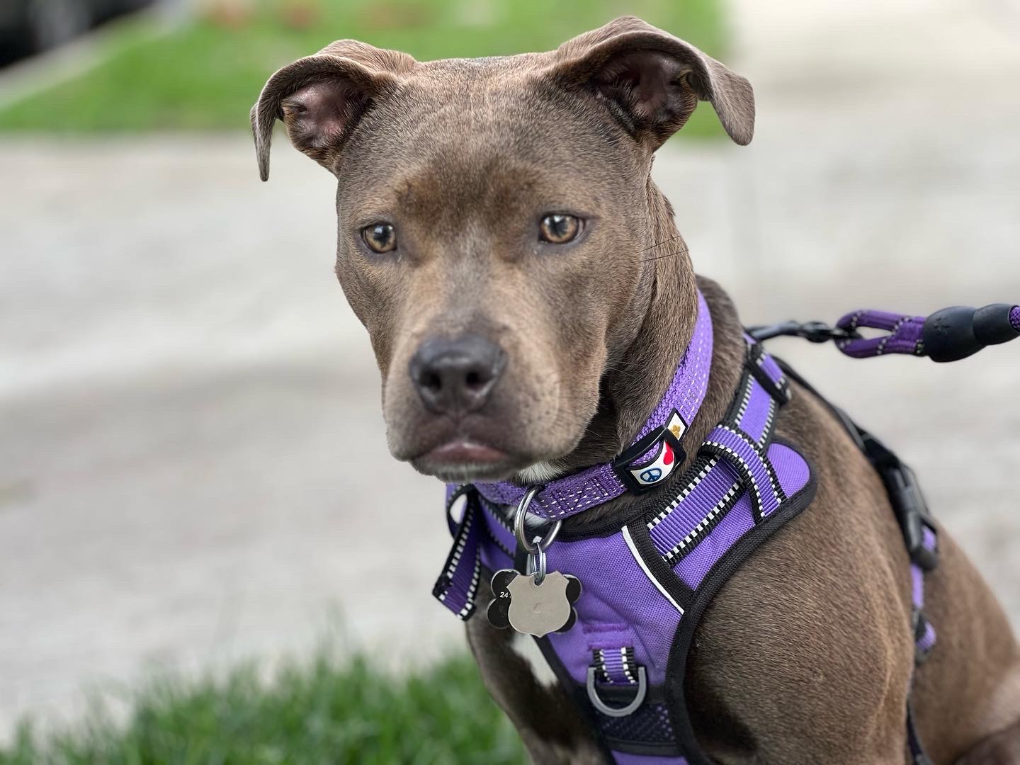 @pittiegirl-hazelgrace