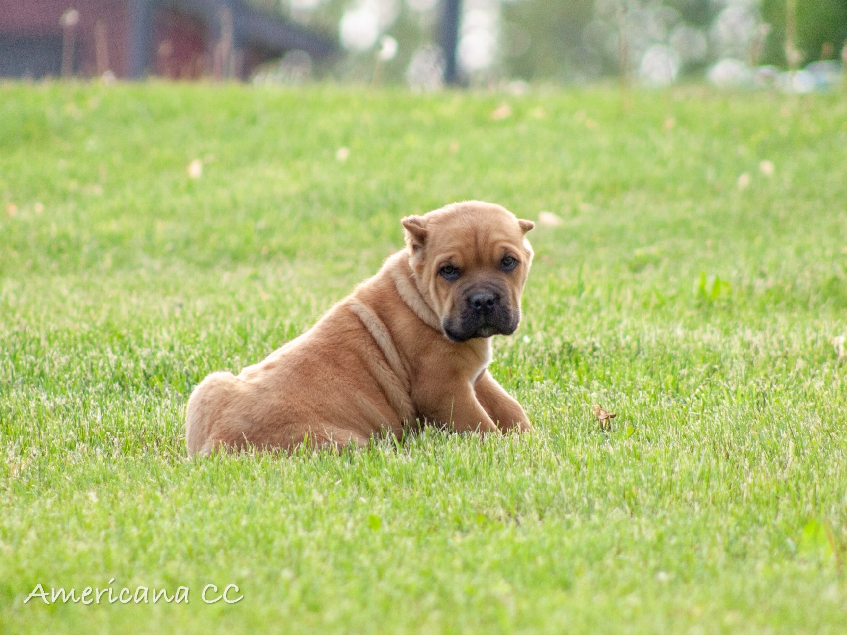 @americana-cane-corso