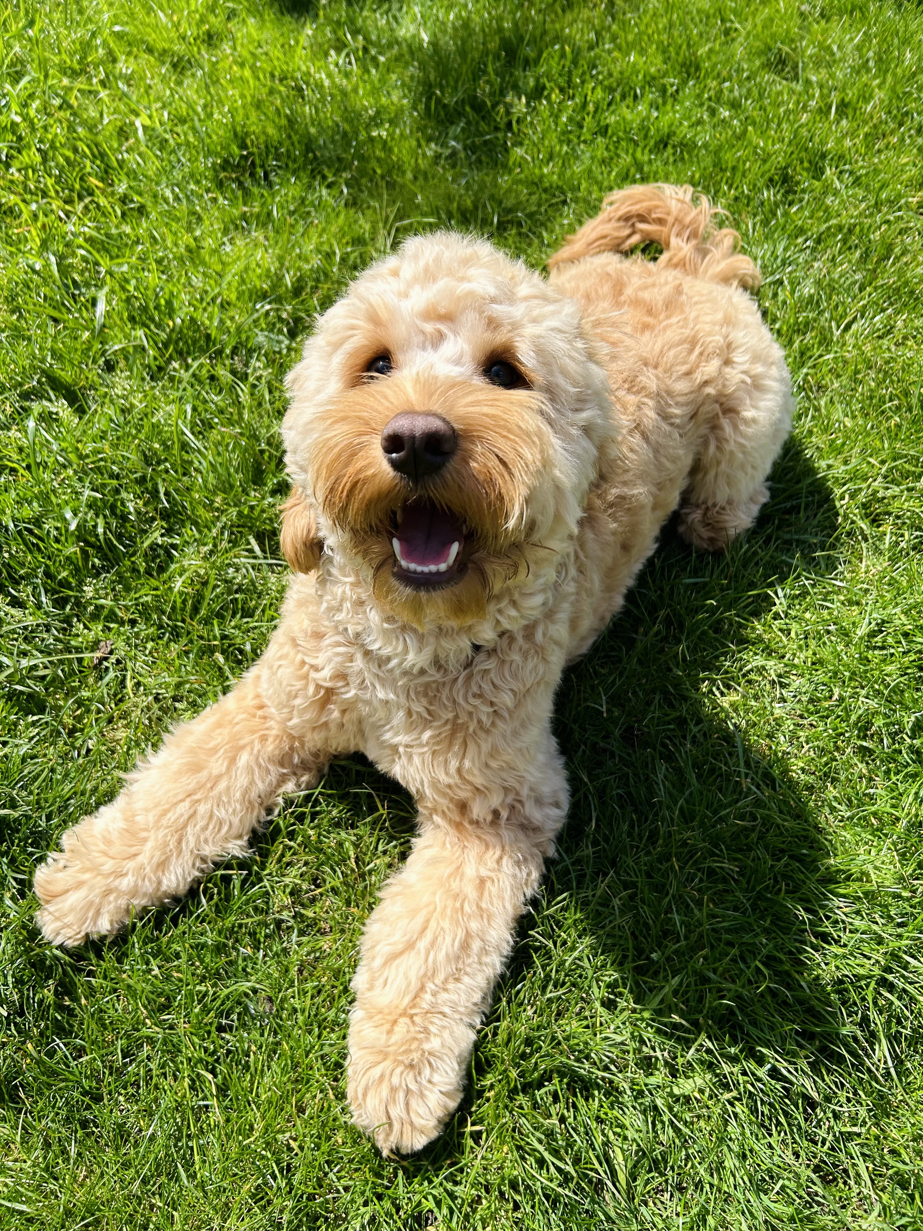 @monty-the-cockapoo22
