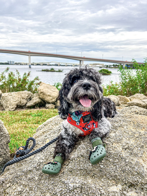 @tailsoftwodoods