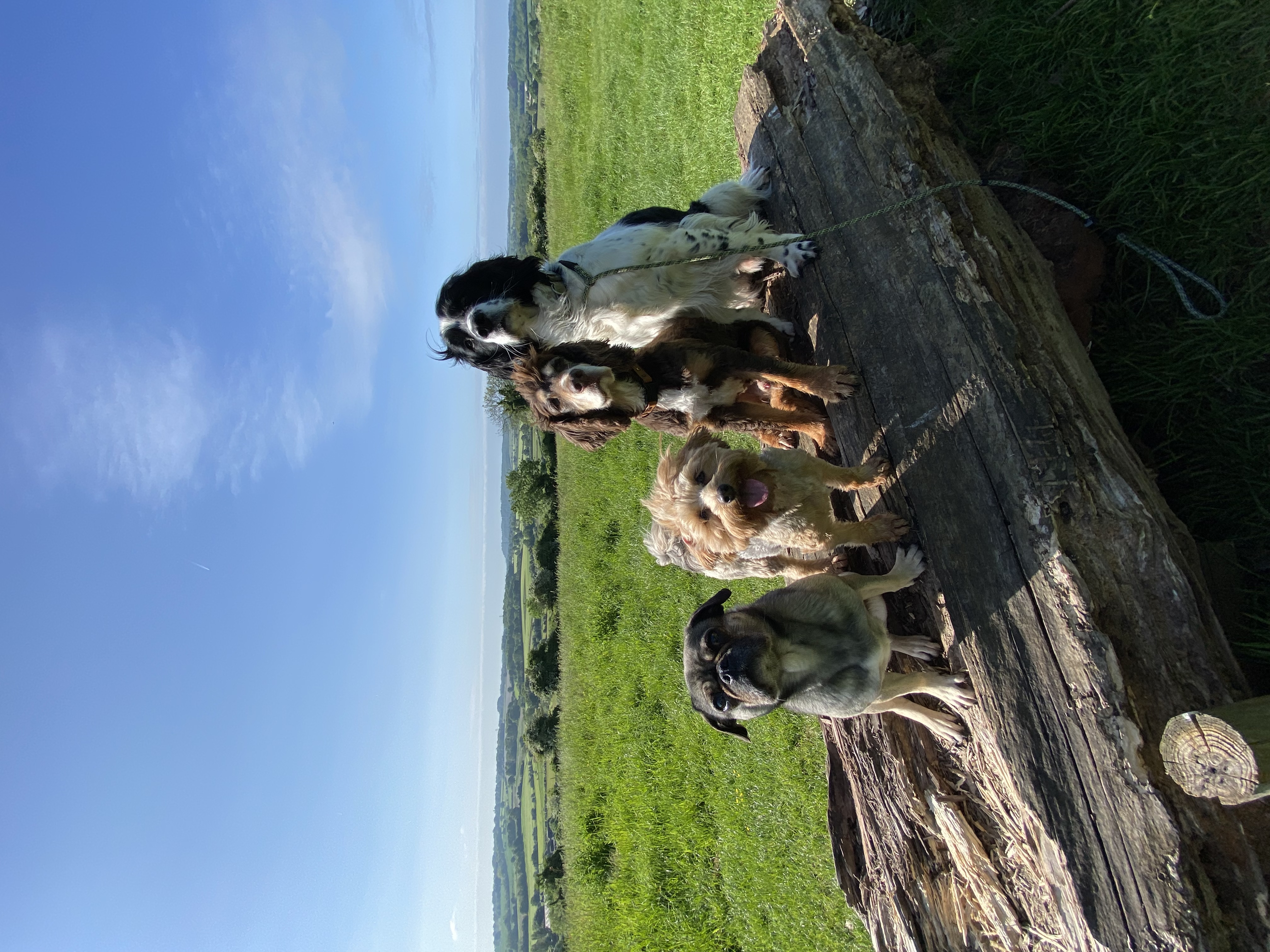 @thespanielteam-pugfaceandbean