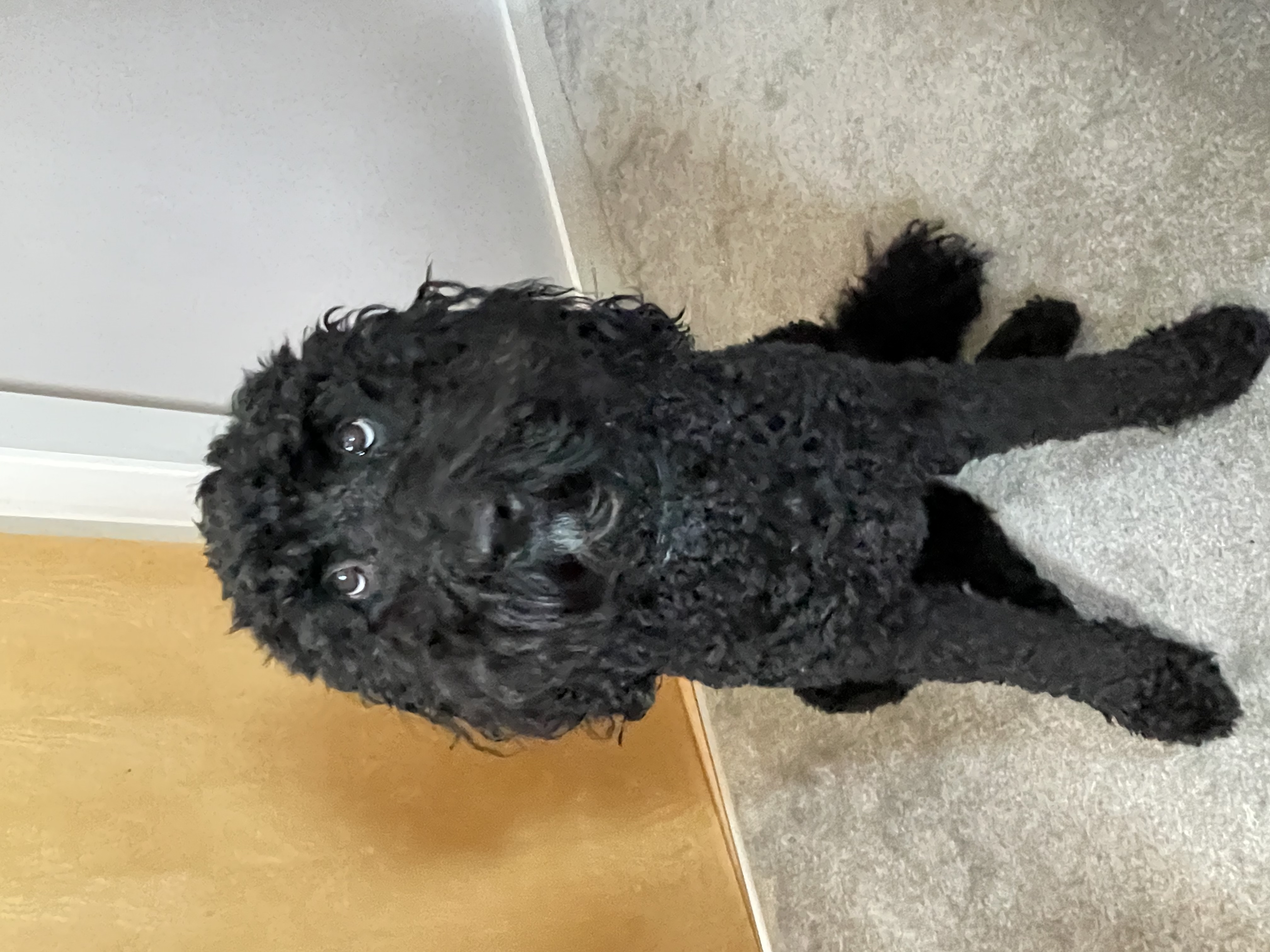 @raventhelabradoodle-ni