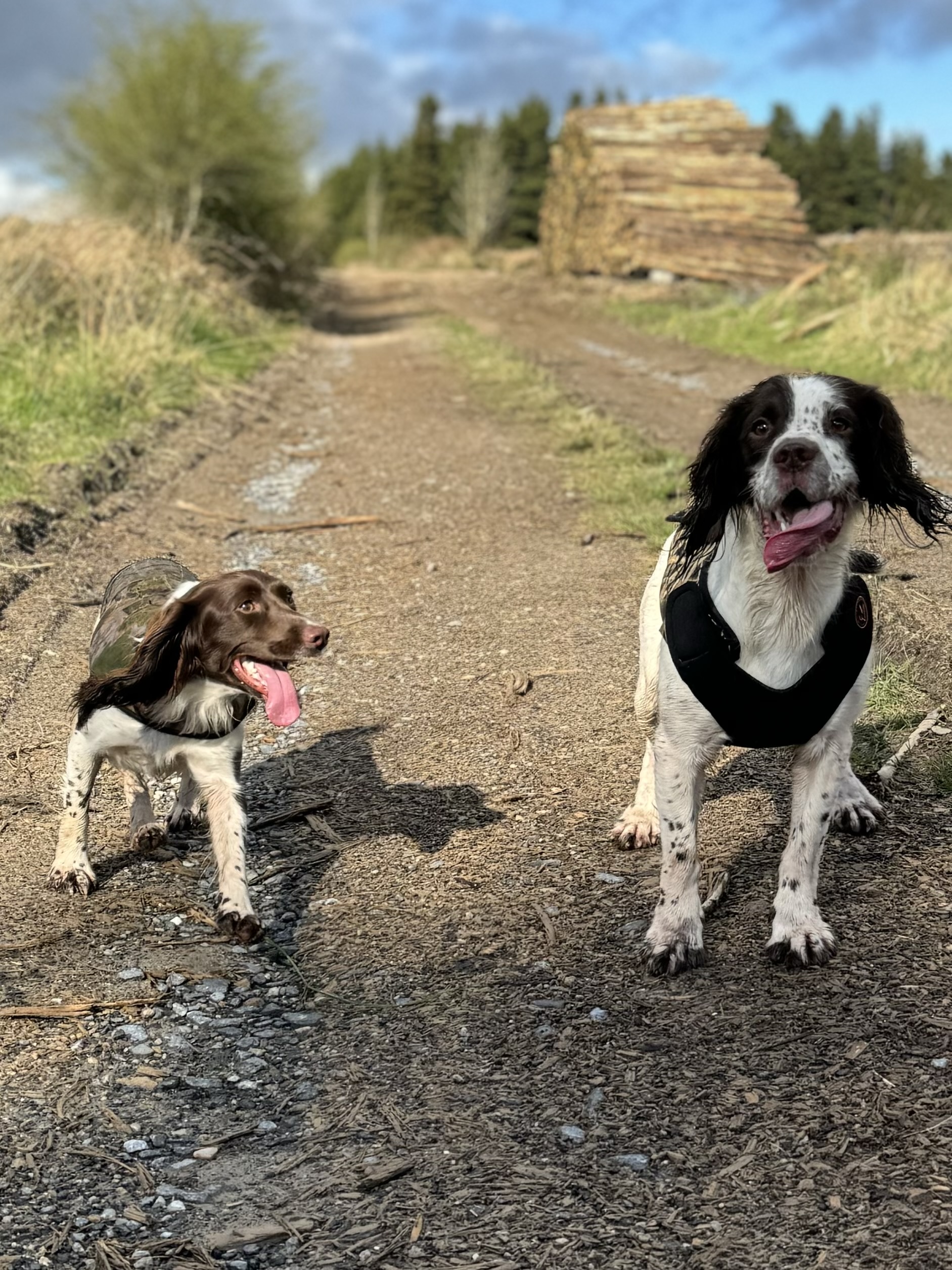 @bailey-bops-and-lily-pad