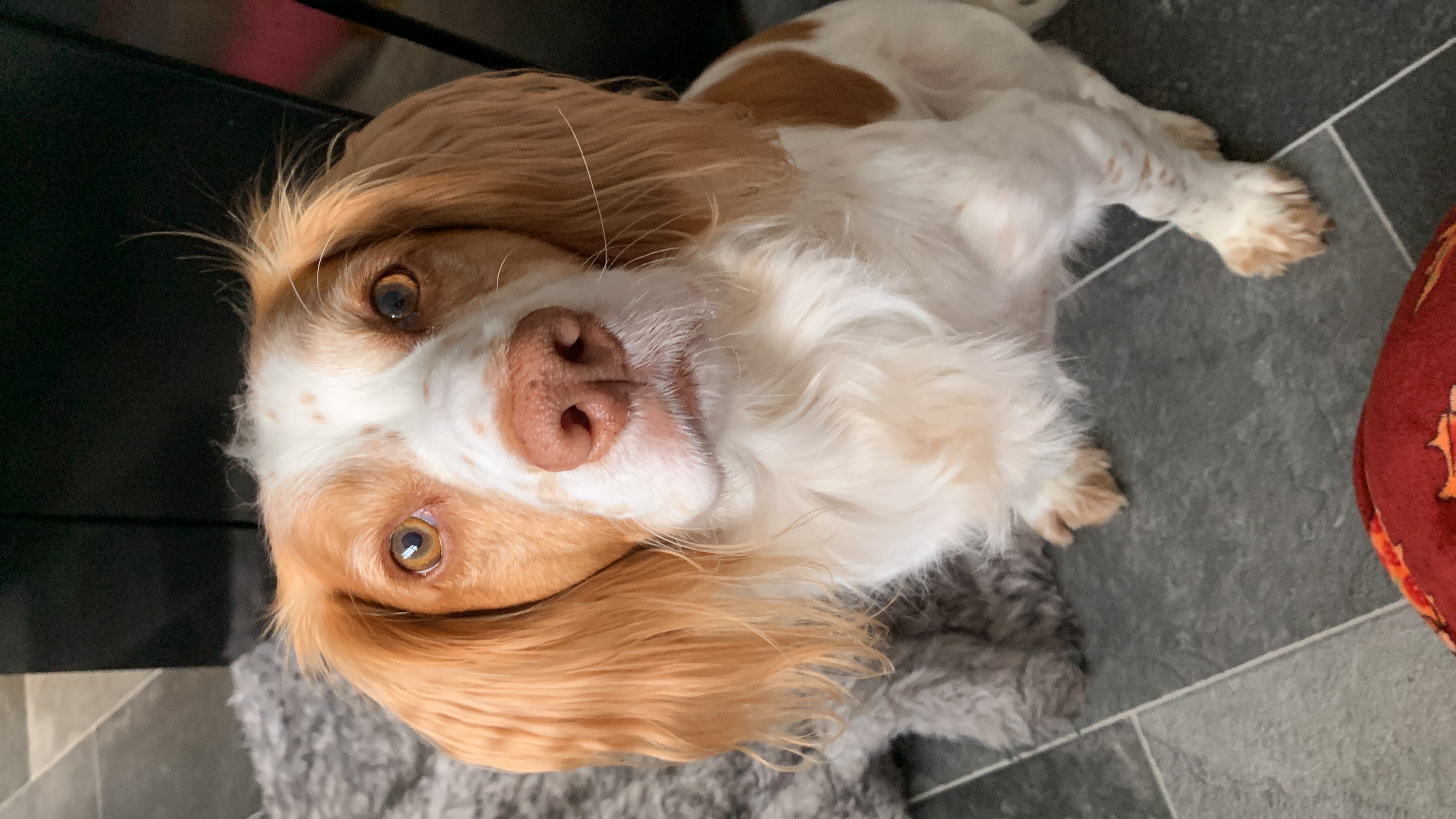 @fudgethedisabledcocker