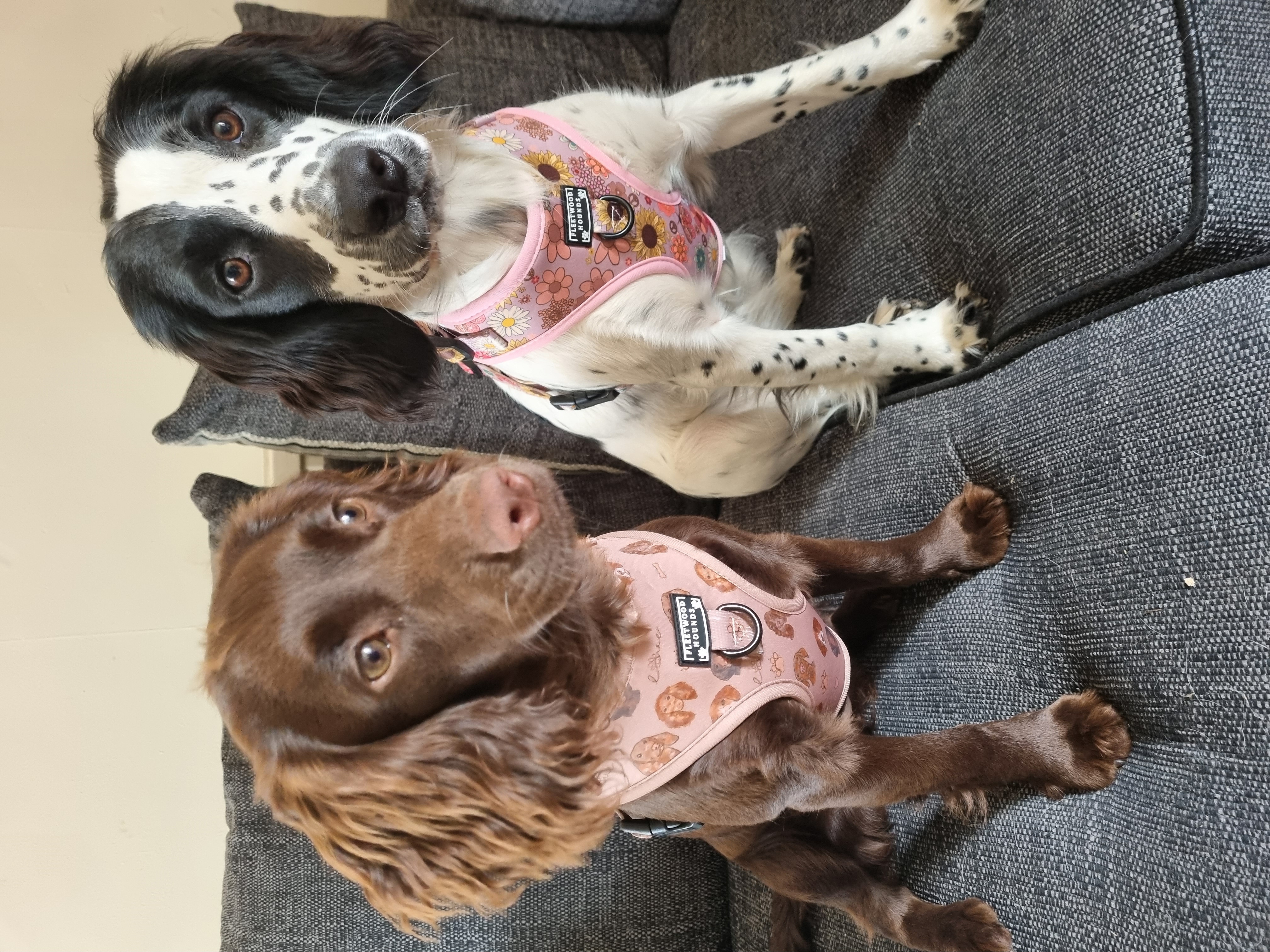 @belleandlottiethespaniels