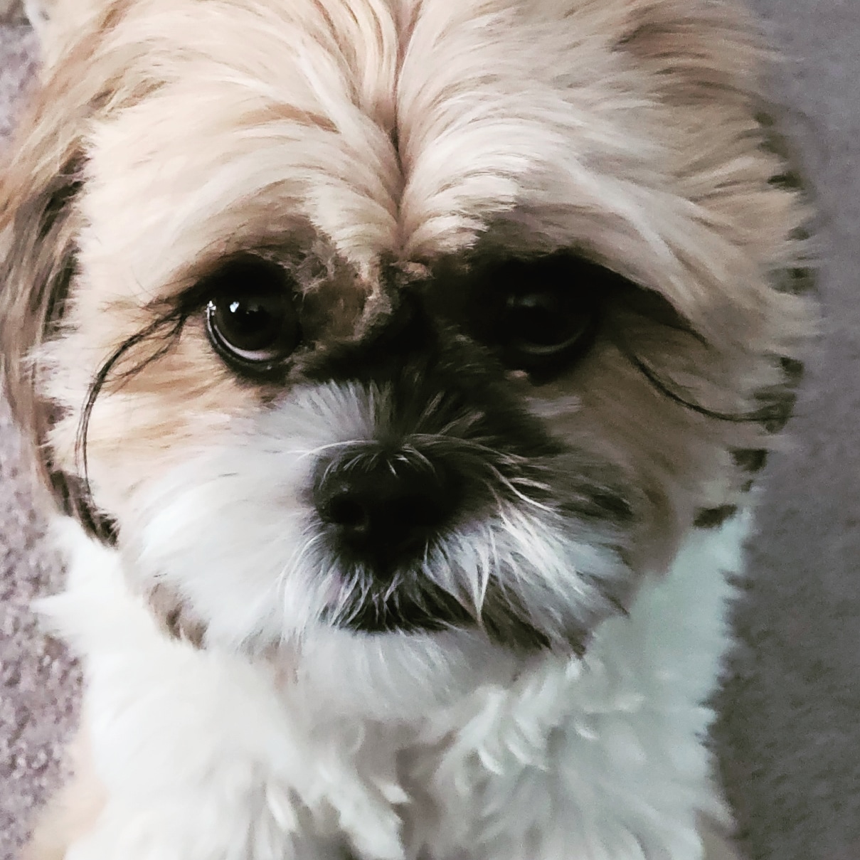 @the-misadventures-of-muffin