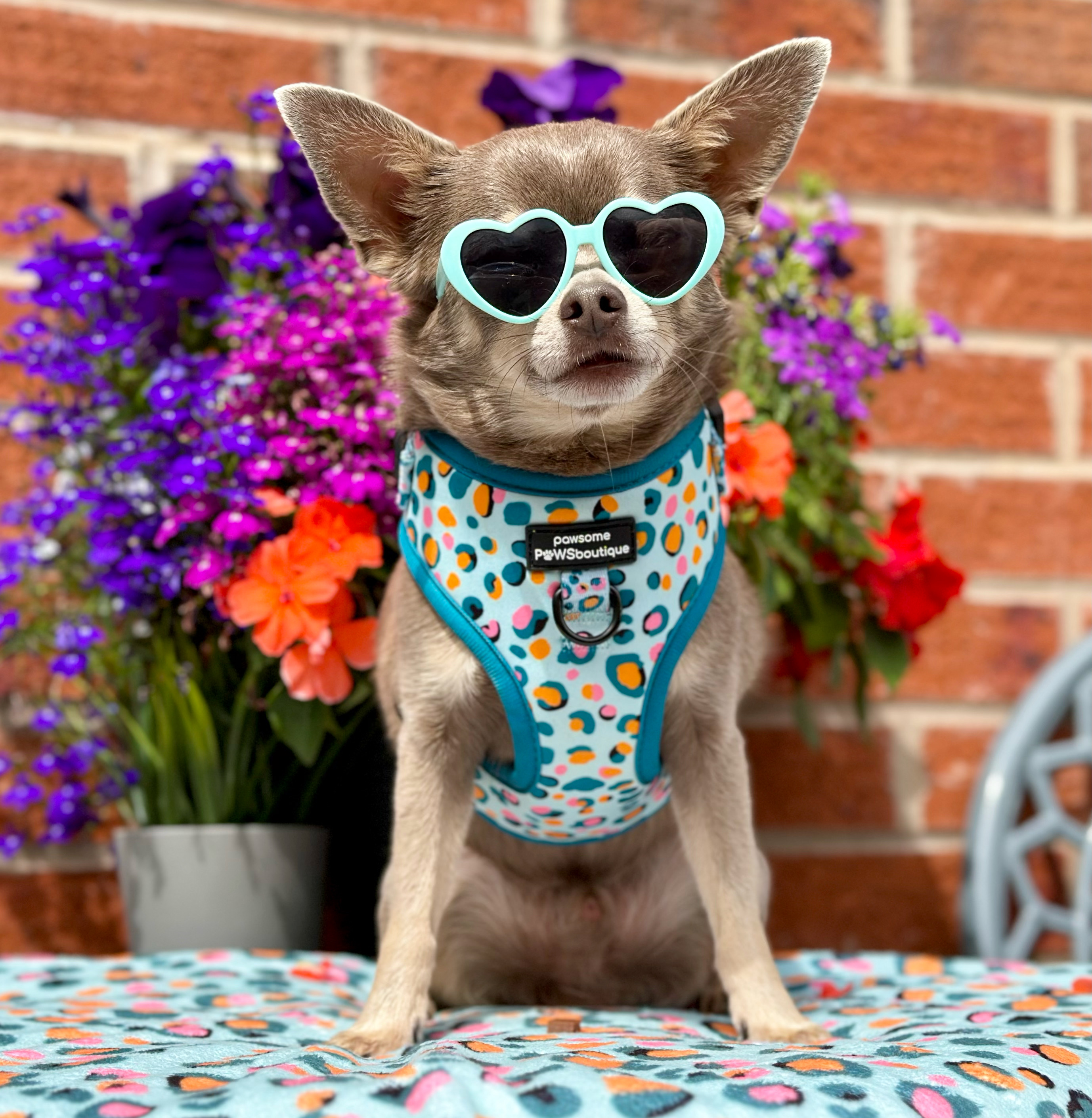 @chihuahuaslrdm-squad