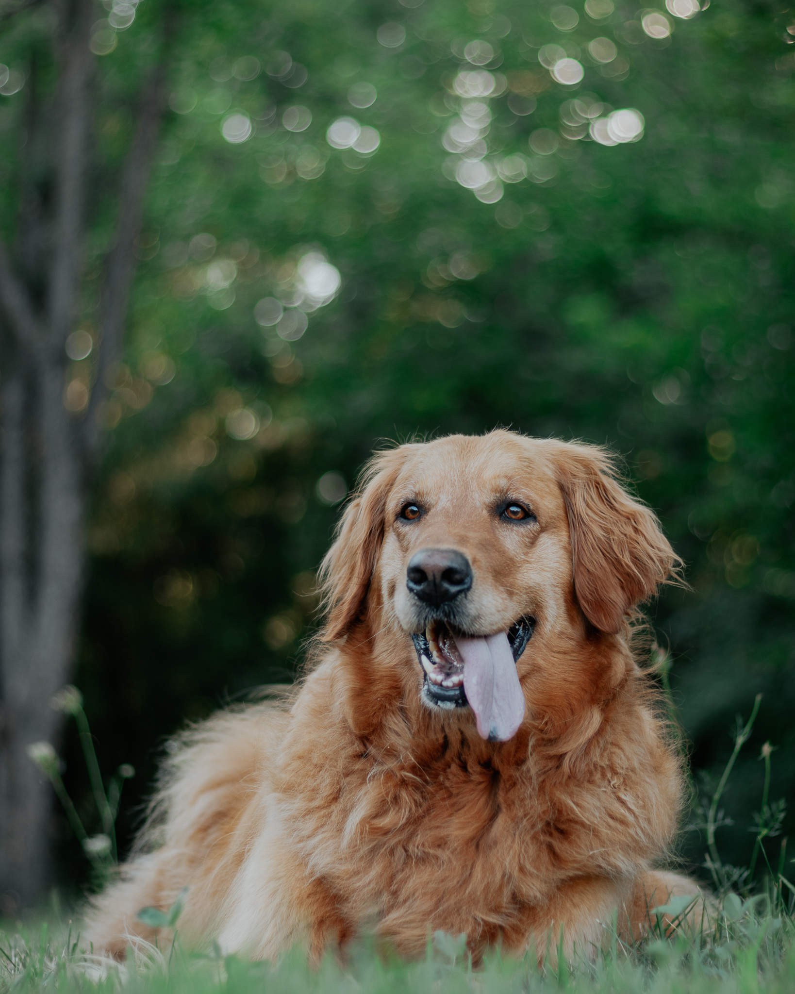 @lifeoflilythegolden