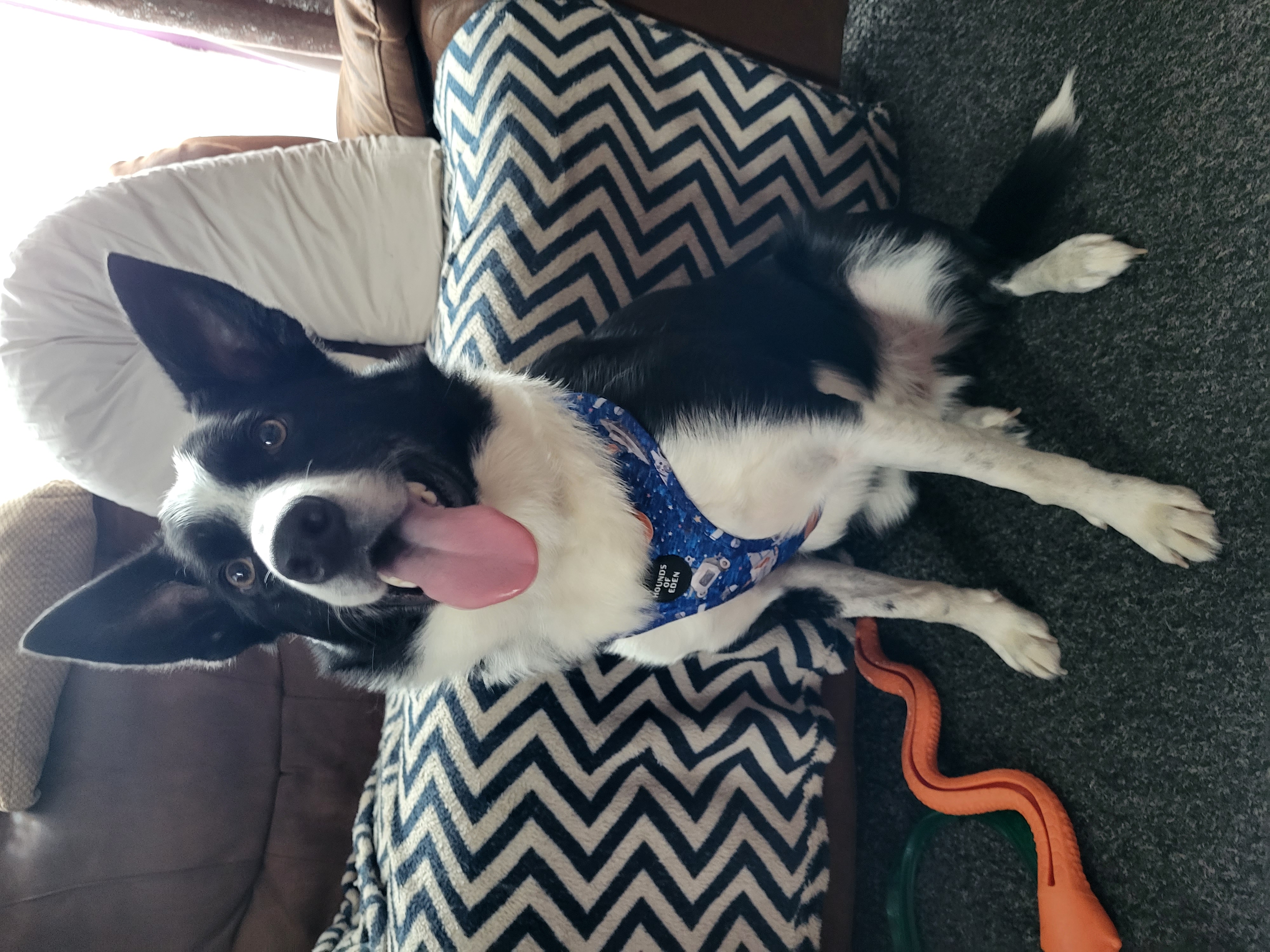 @patch-the-collie2021x