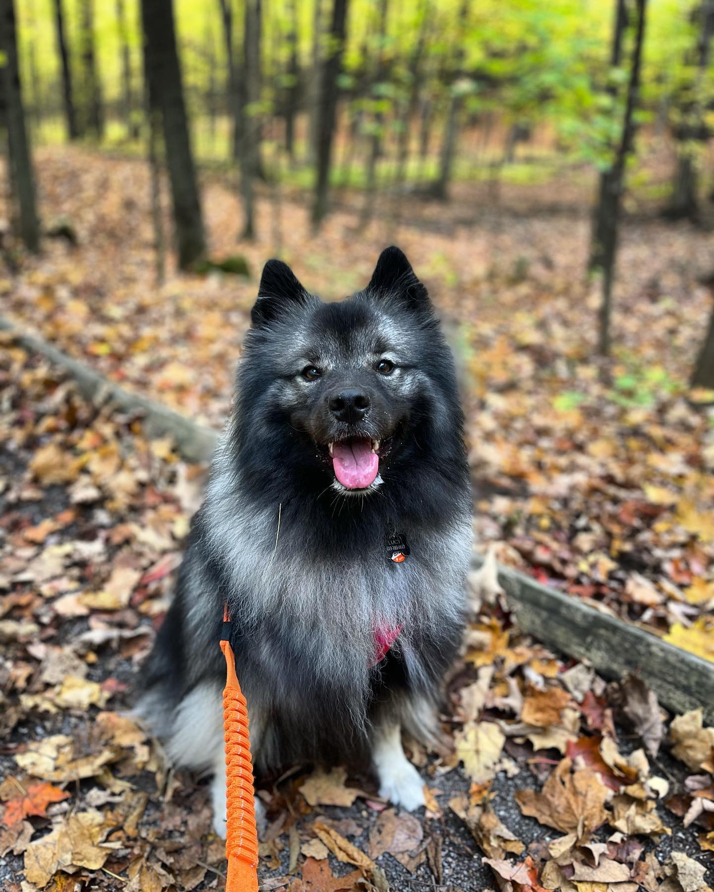 @lucy-thekeeshond