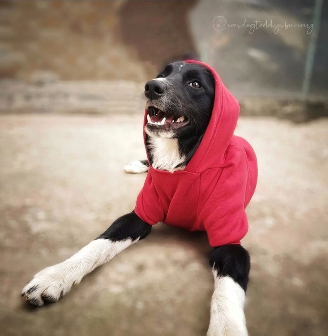 @icexdogteddyxbunny