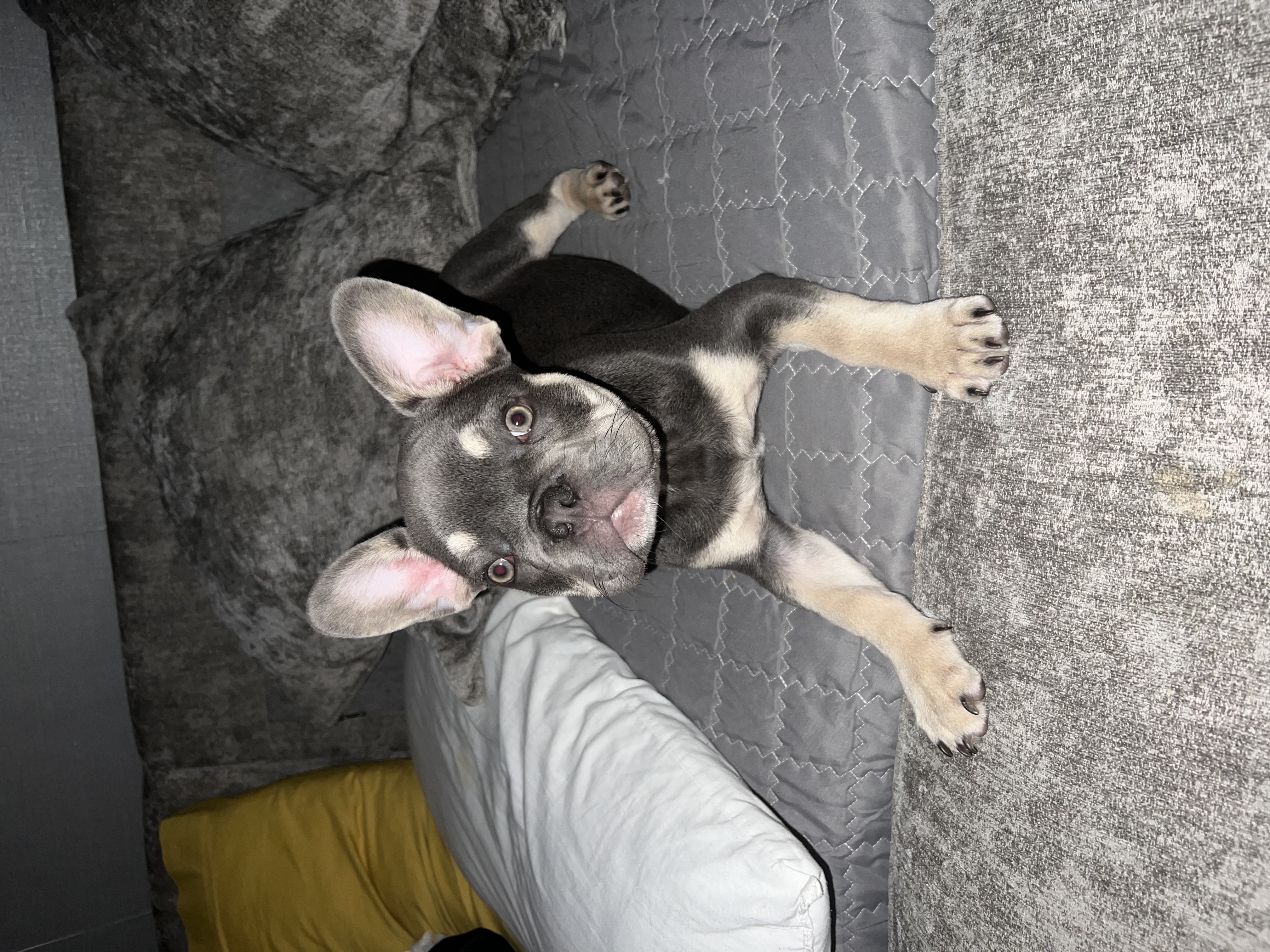 @brucee-thefrenchie
