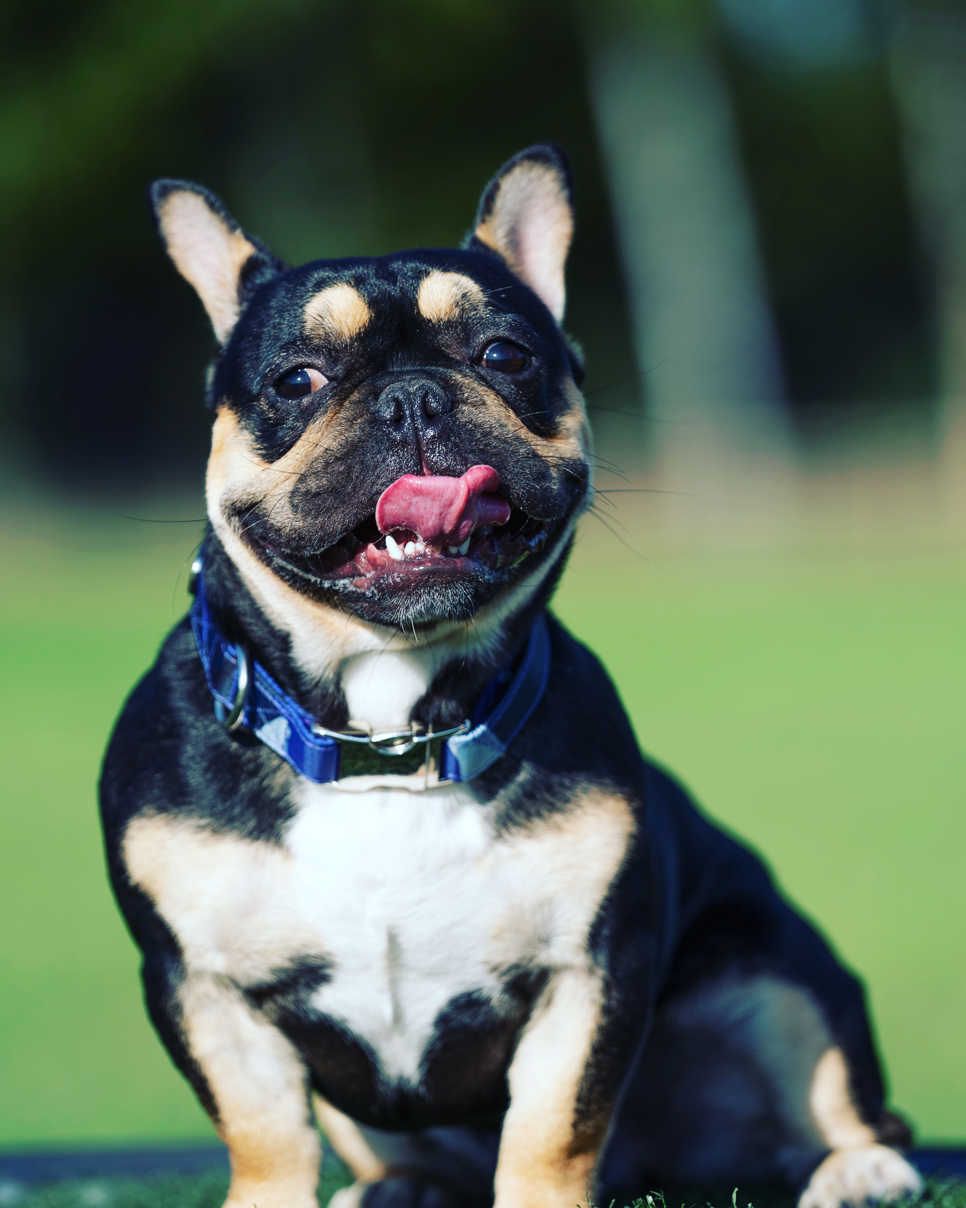 @max-lola-frenchie-love