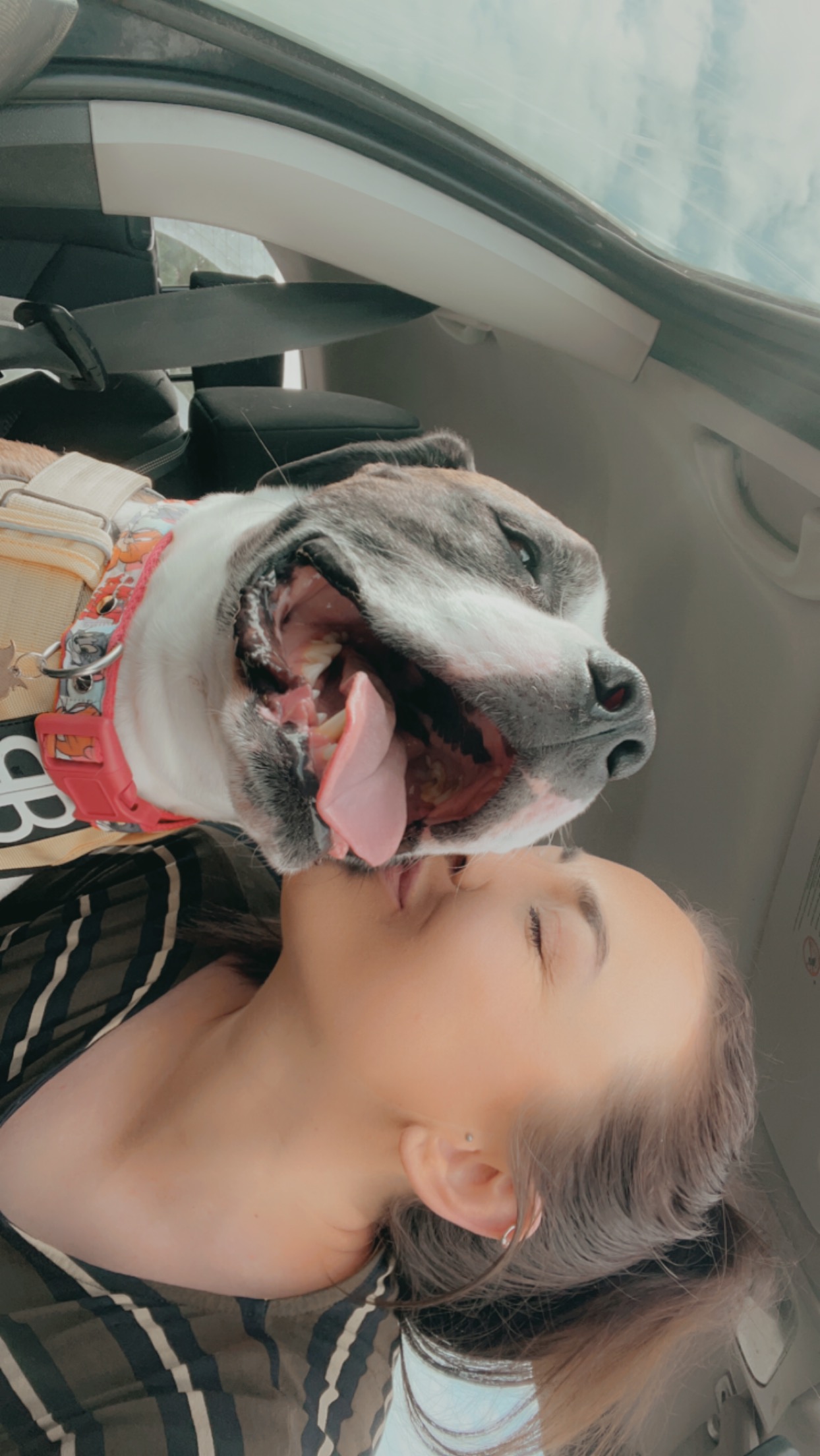 @billybootherescuedog