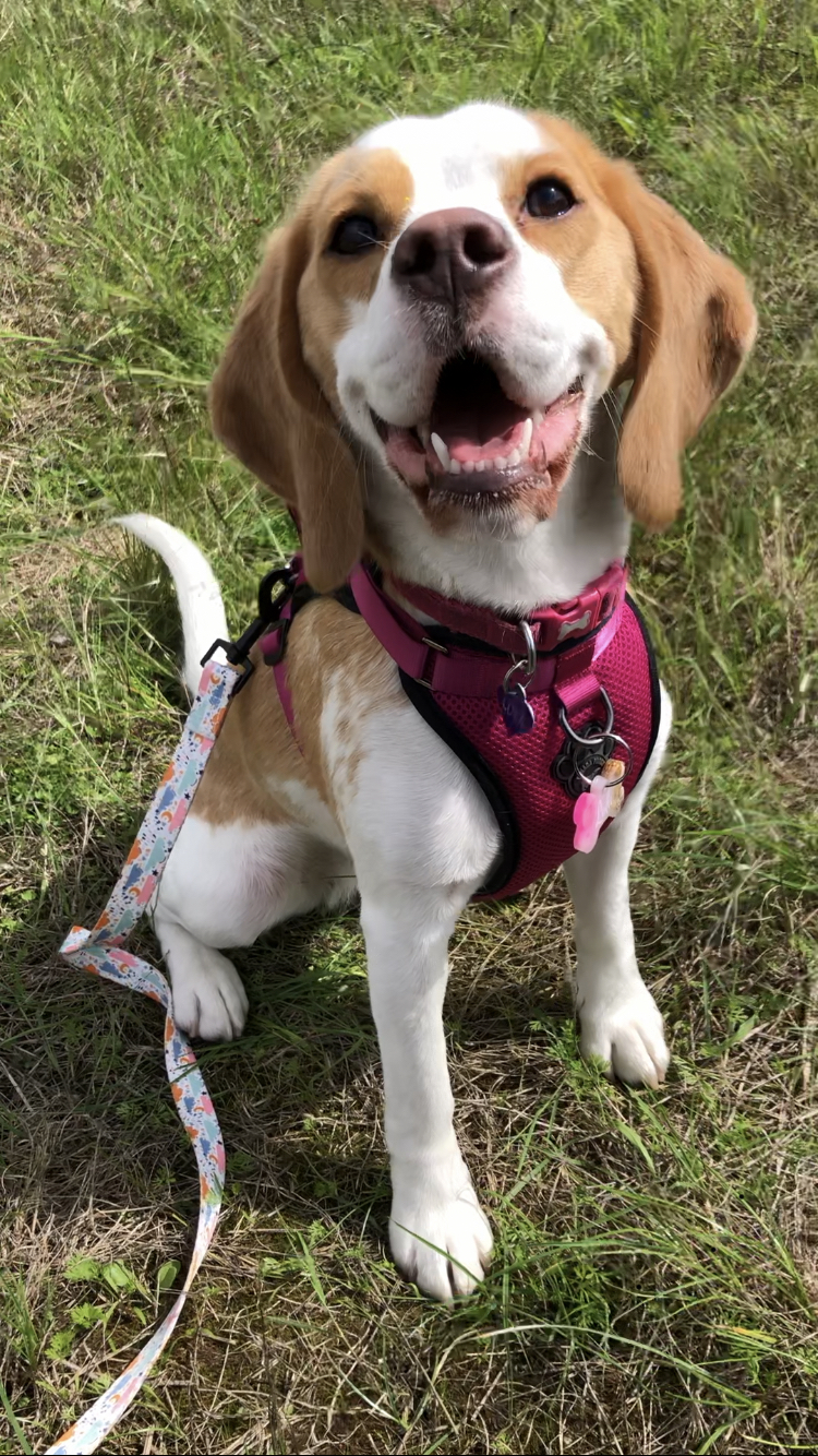 @itslolathebeagle2022