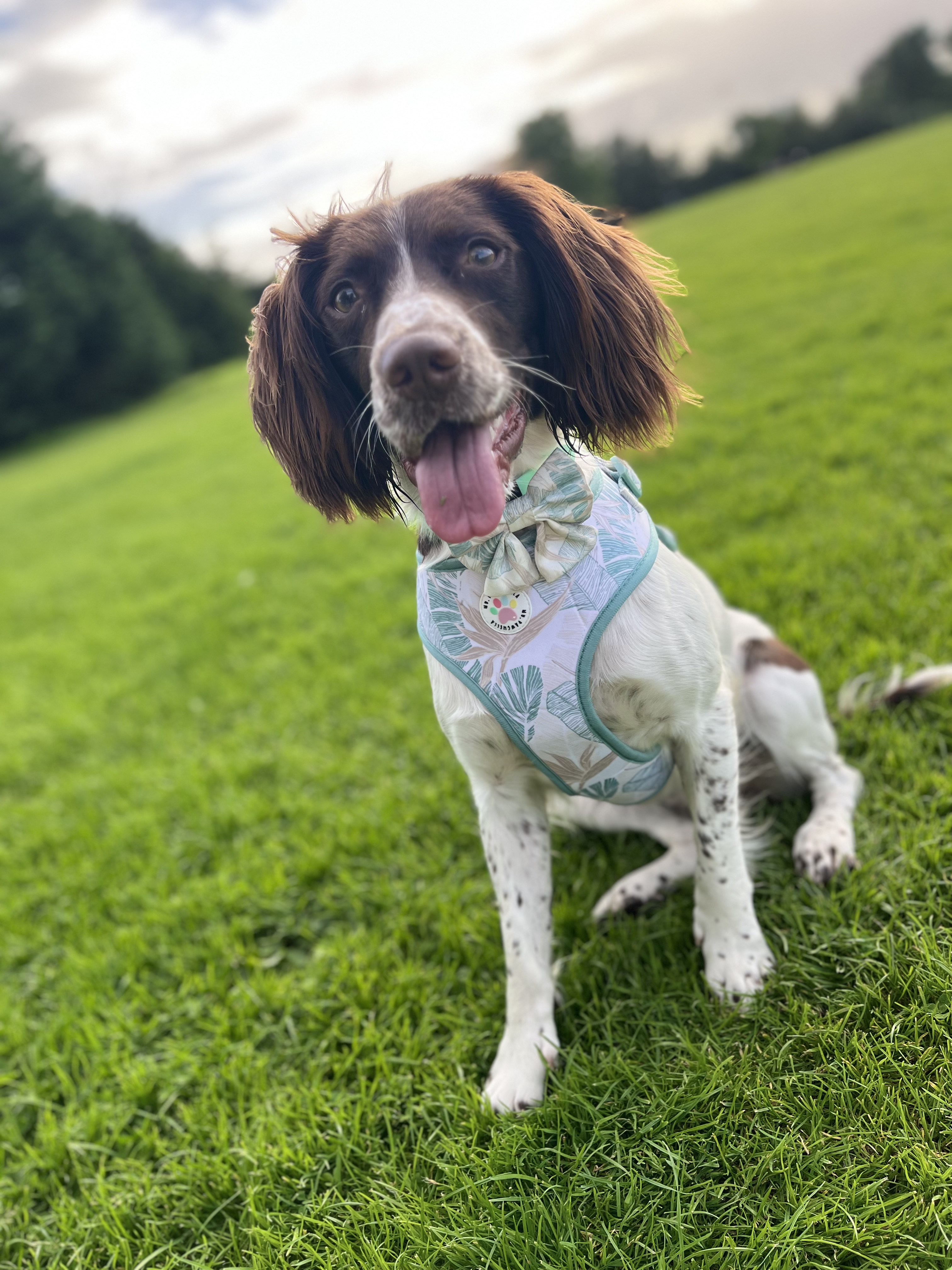 @bonnie-baby-thespringerspaniel