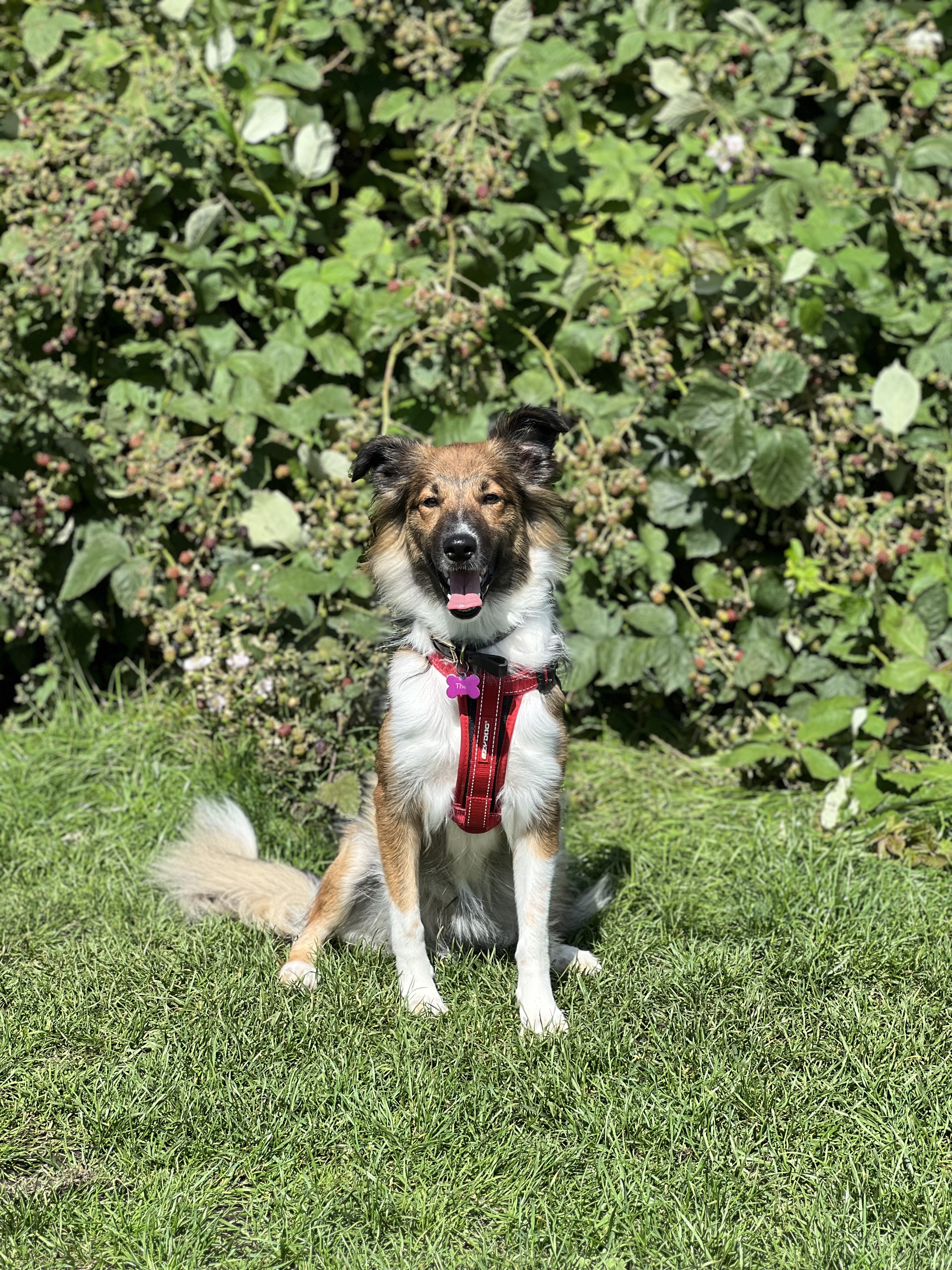 @thea-theshetlandcollie