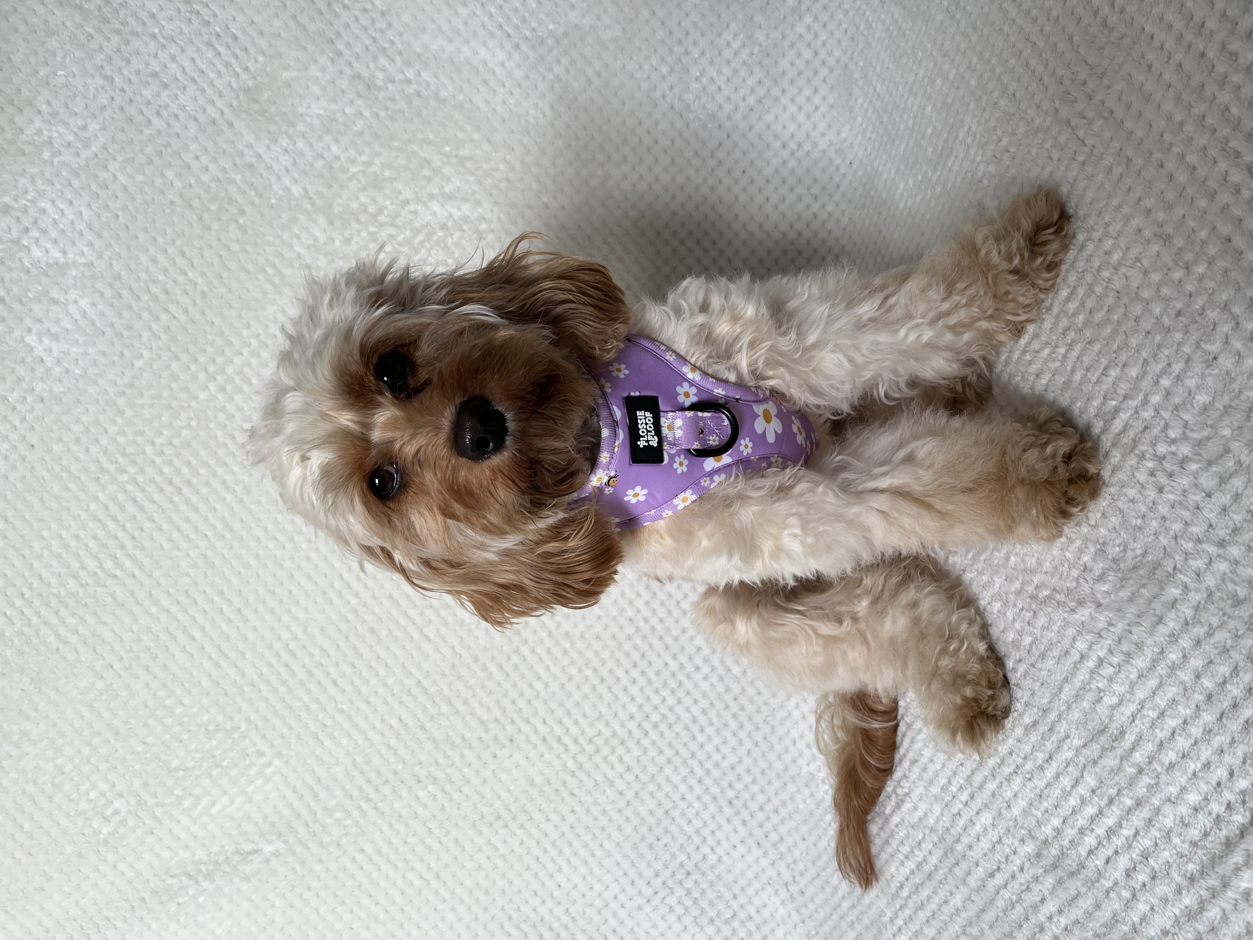 @olivethetoycavapoo-1