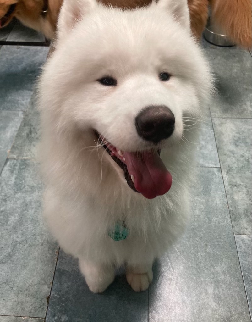 @kulfithesamoyed