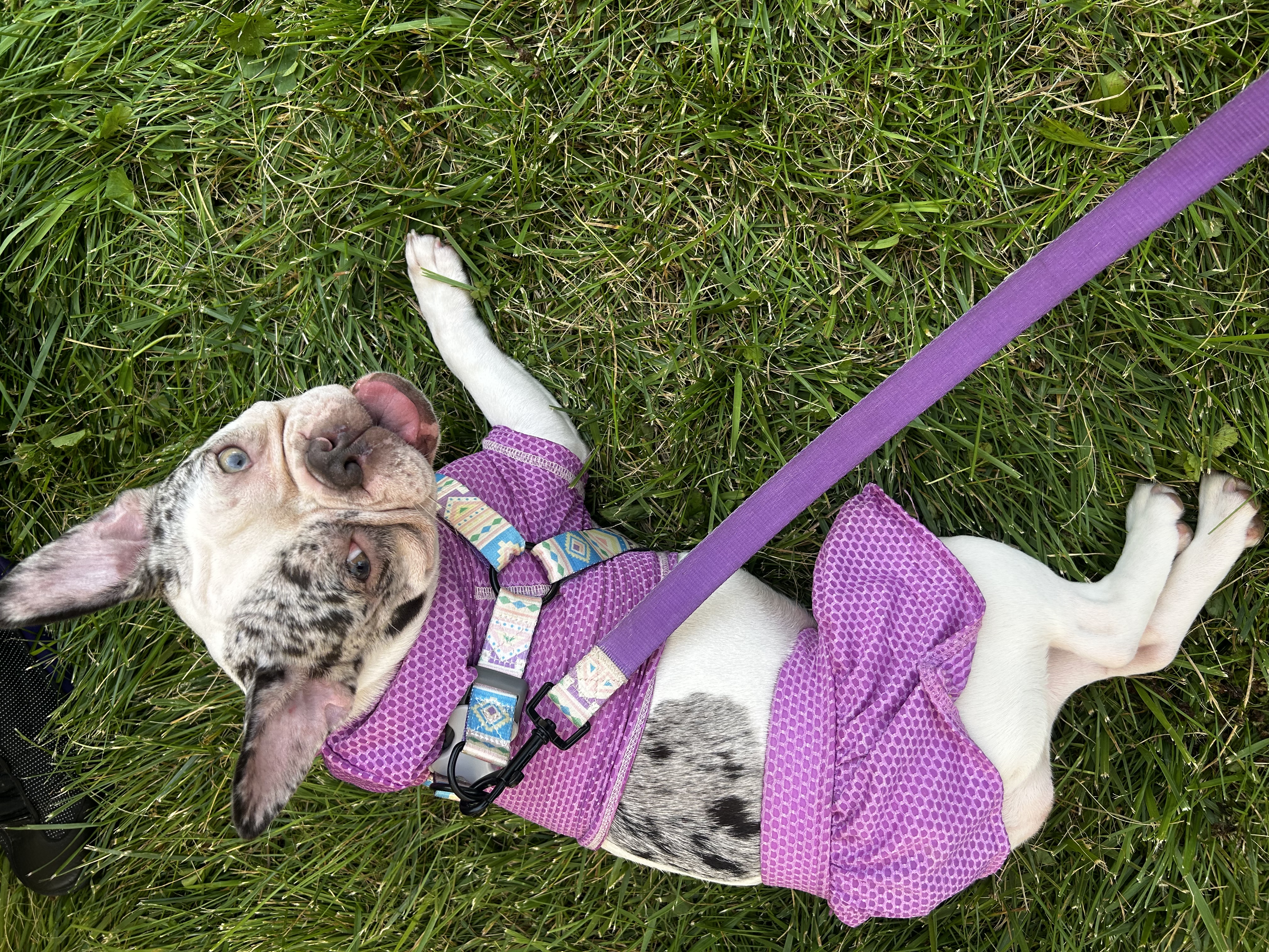 @queencookiefrenchie