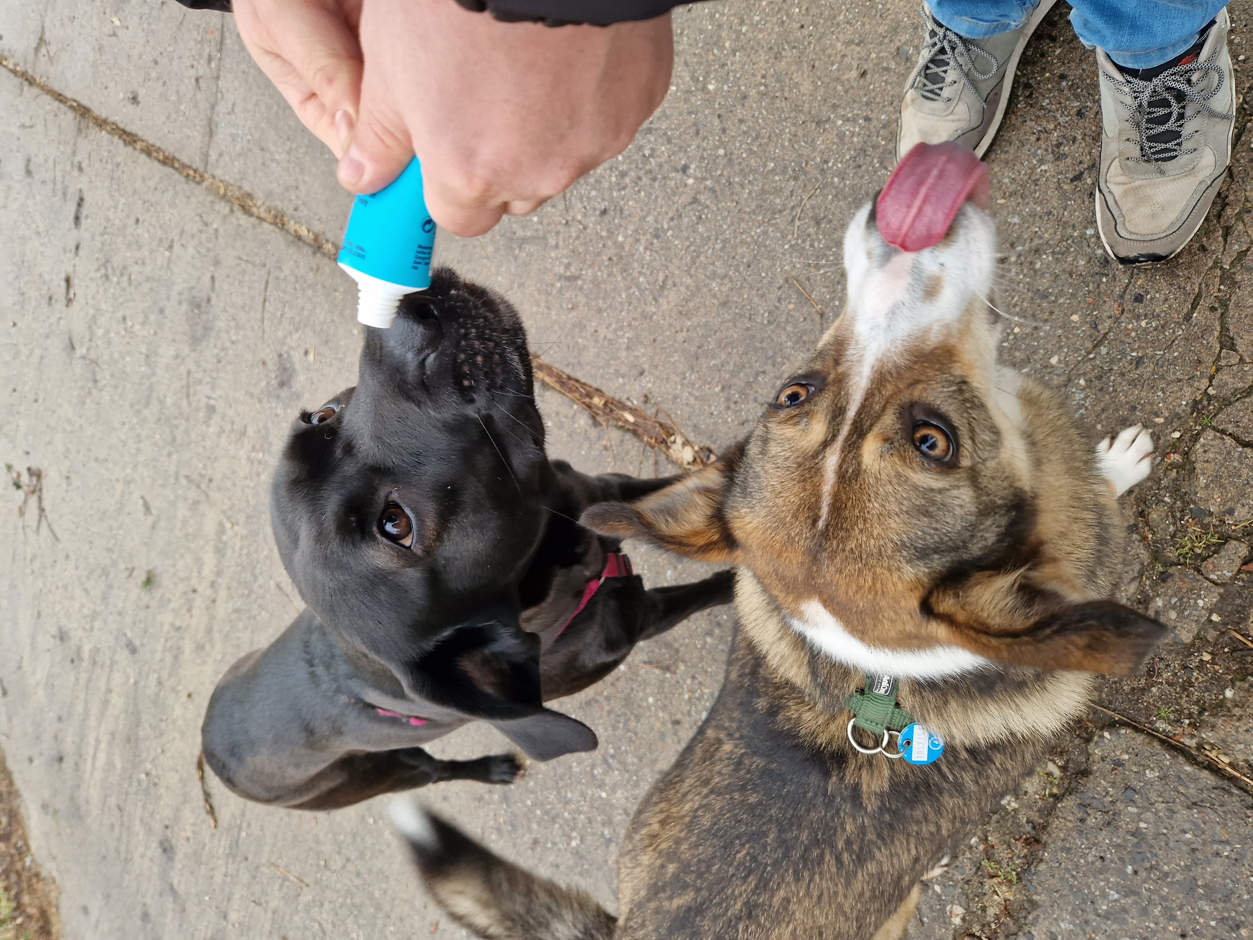 @cookie-mini-labrador