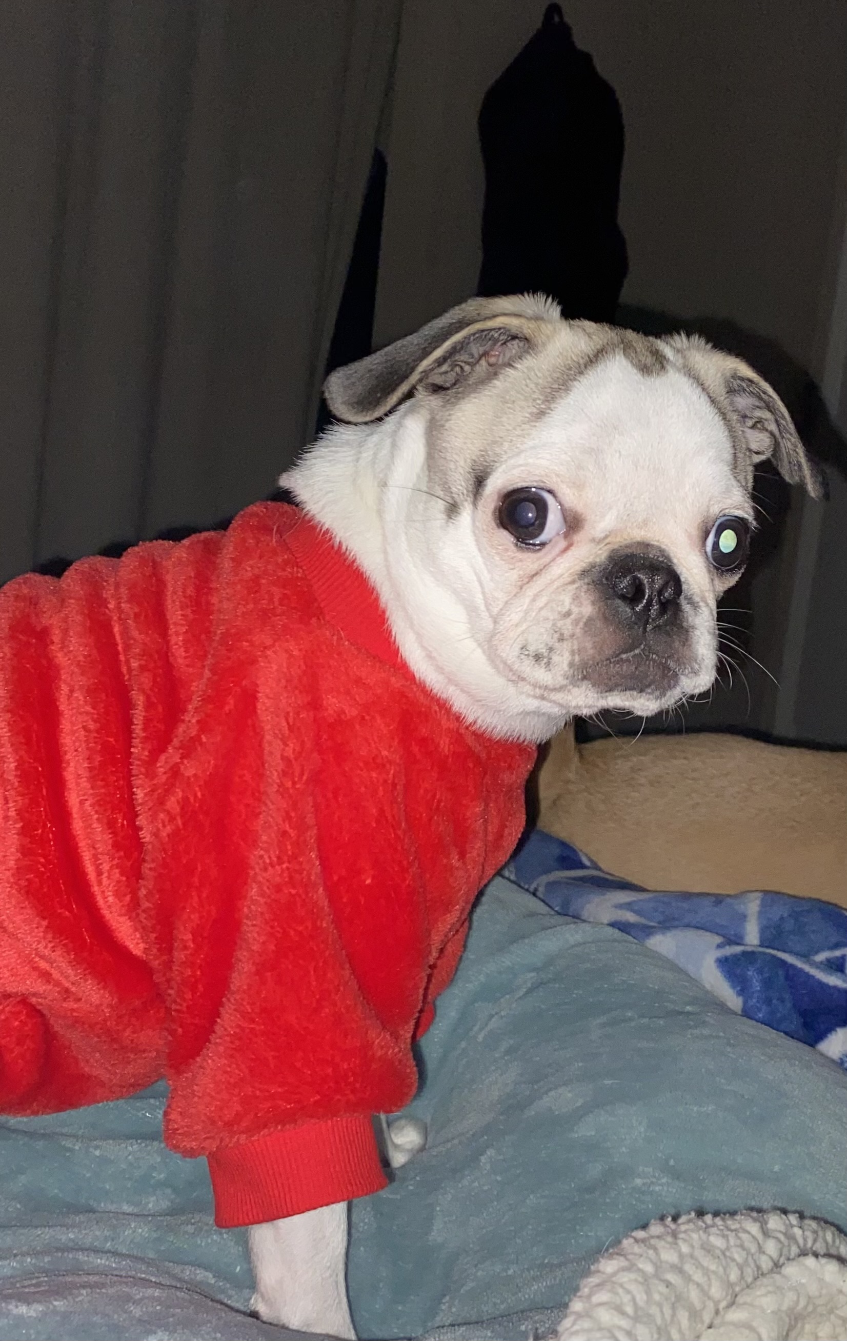 @pandapug-penelope