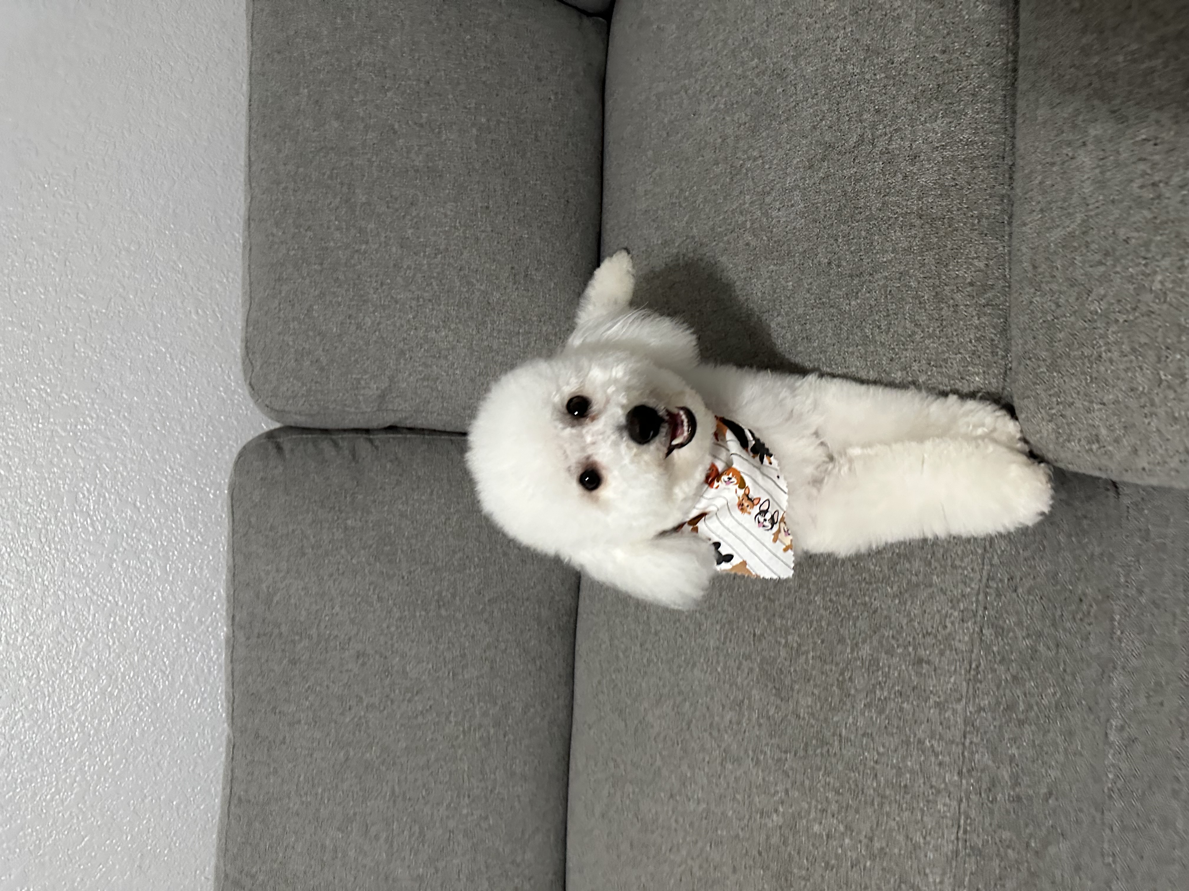 @muoithebichon