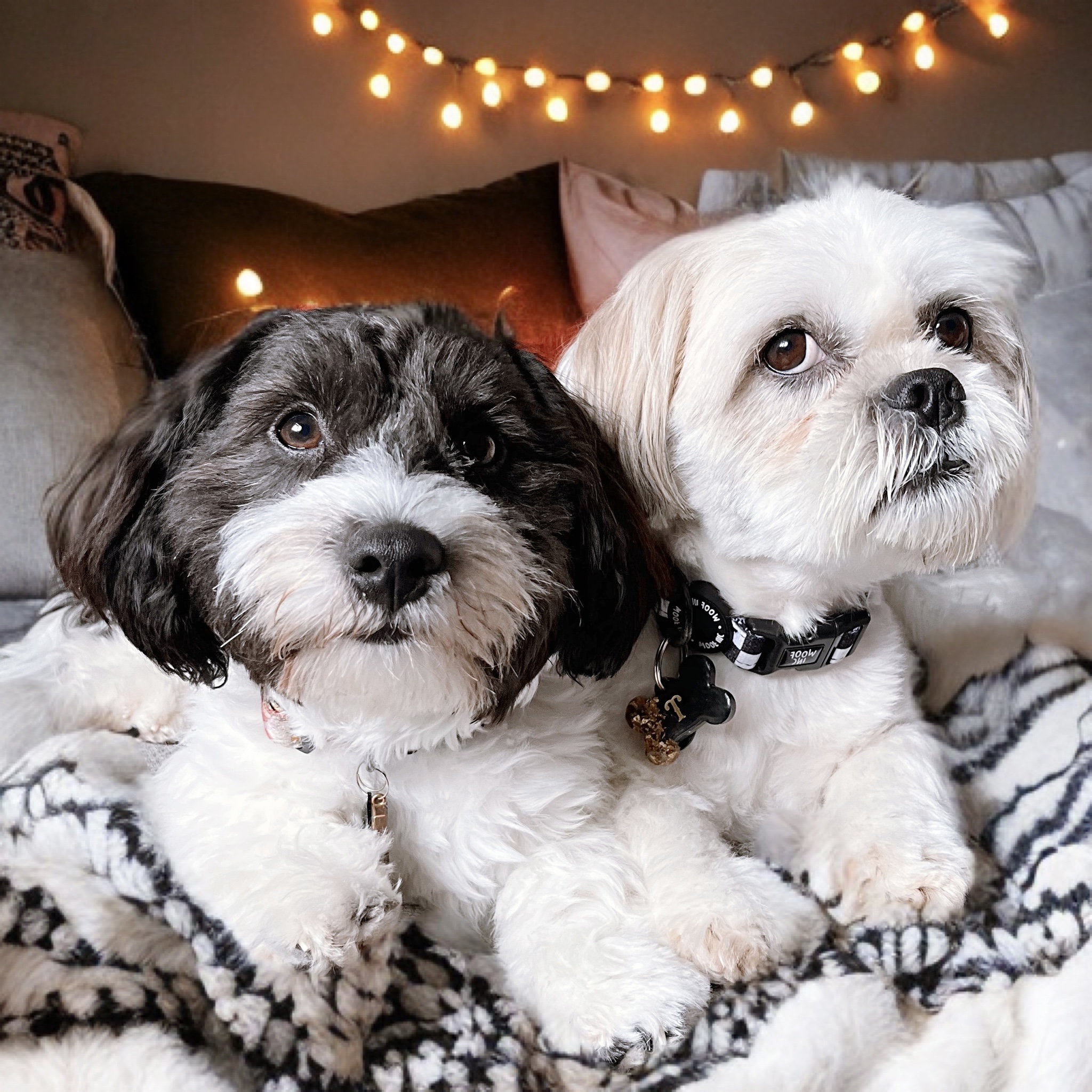 @teddyandbonnietoebeans