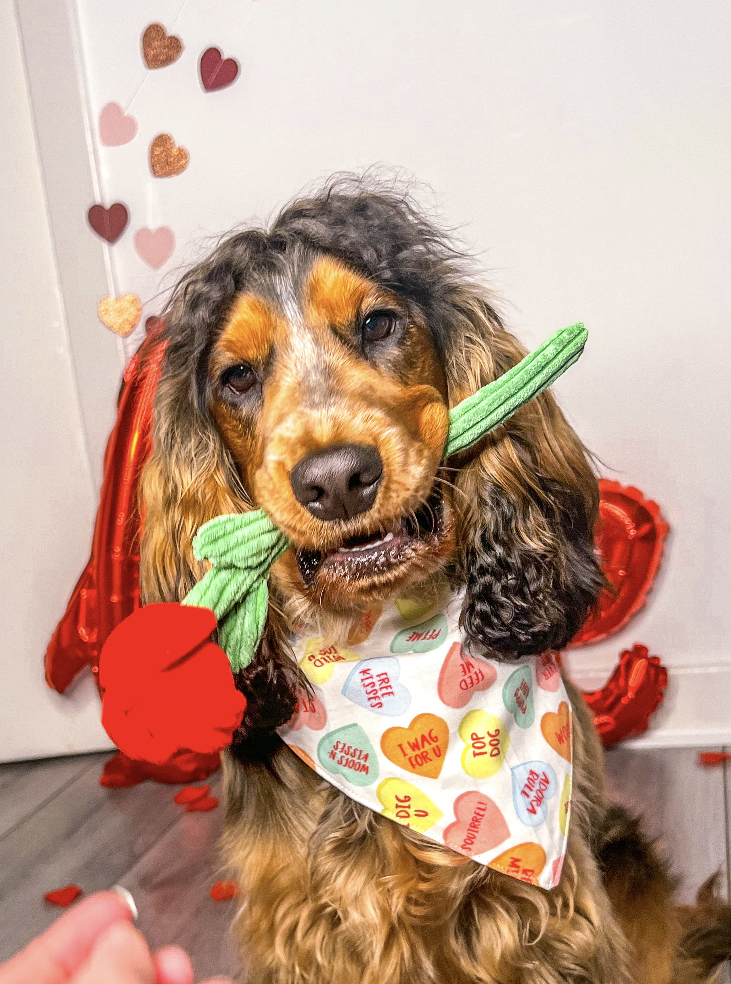 @bear-thecockerspaniel