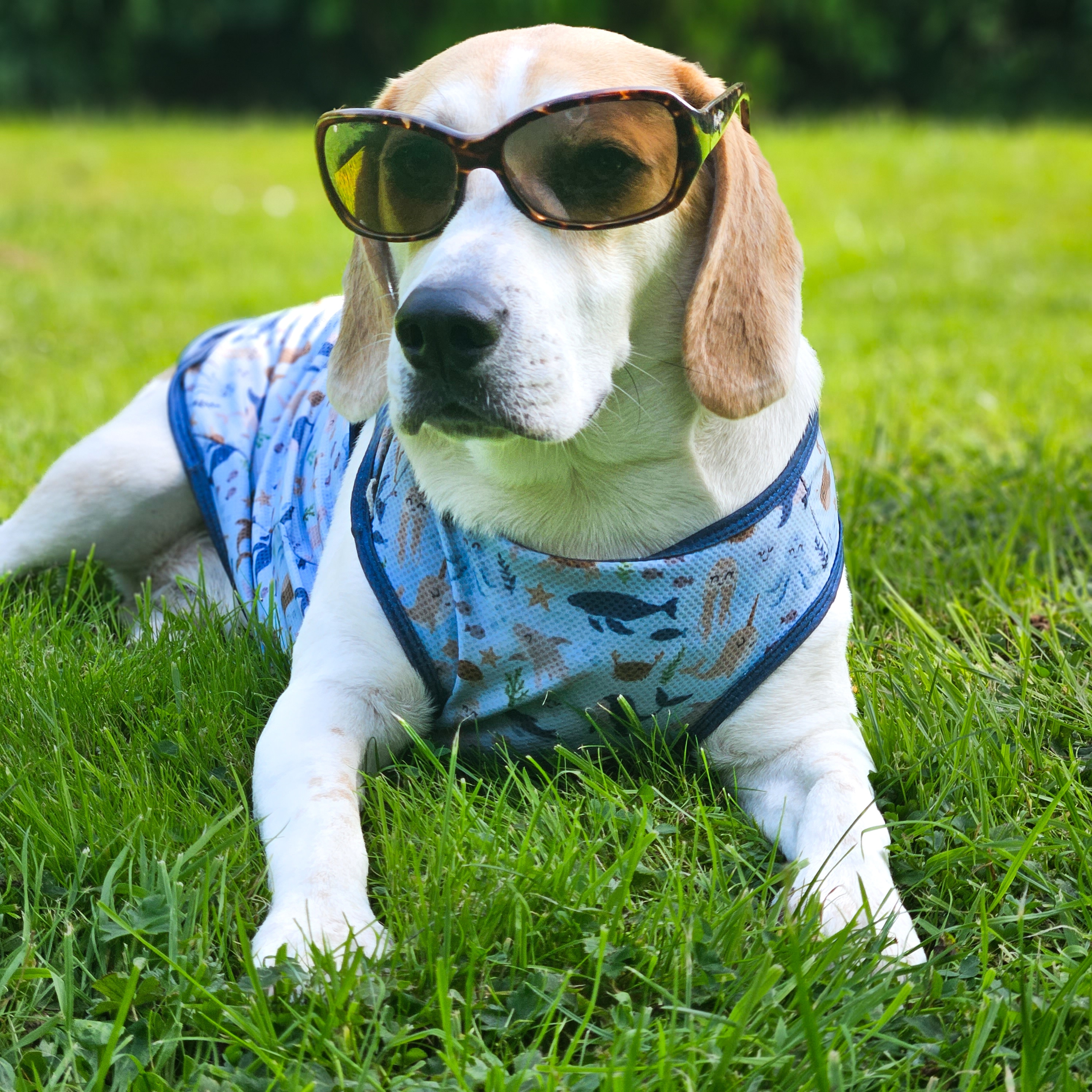 @teddy-cook-the-beagle-1