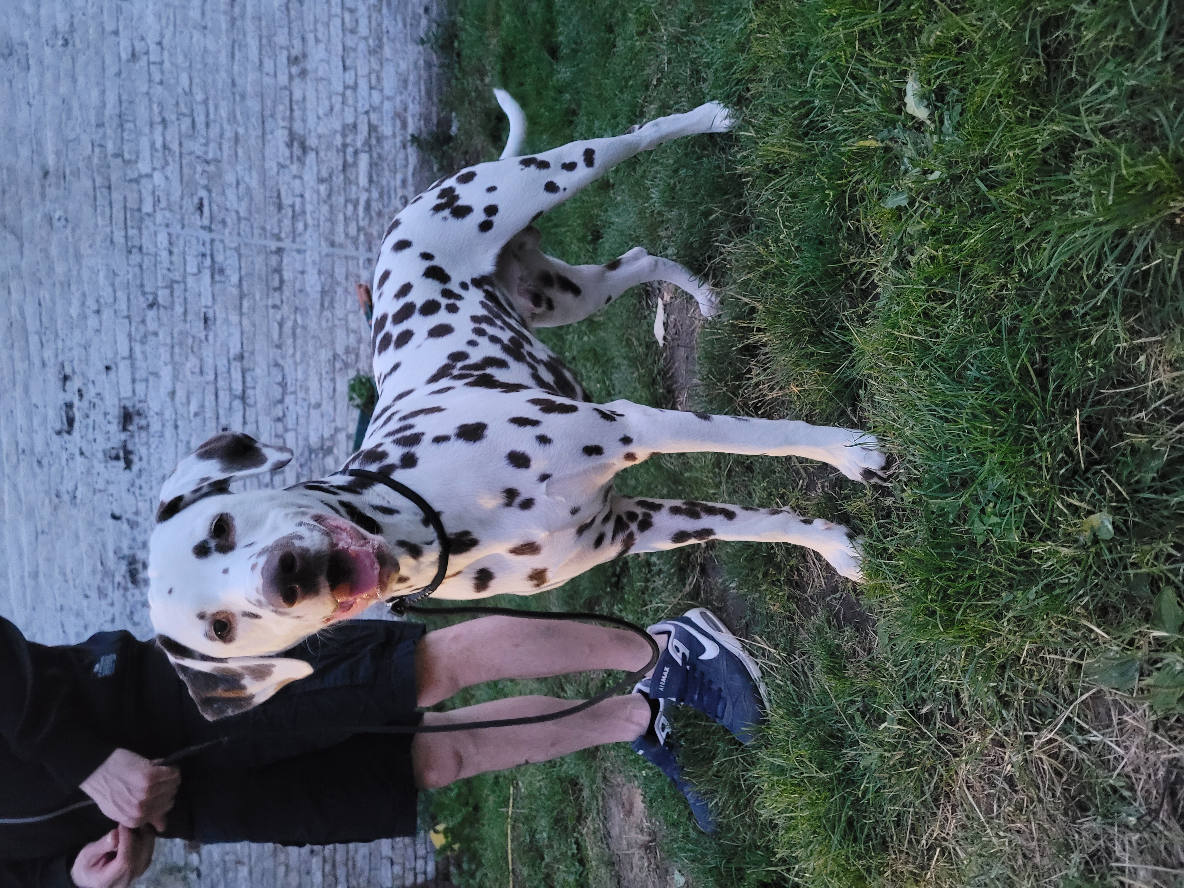 @tobythedalmatian
