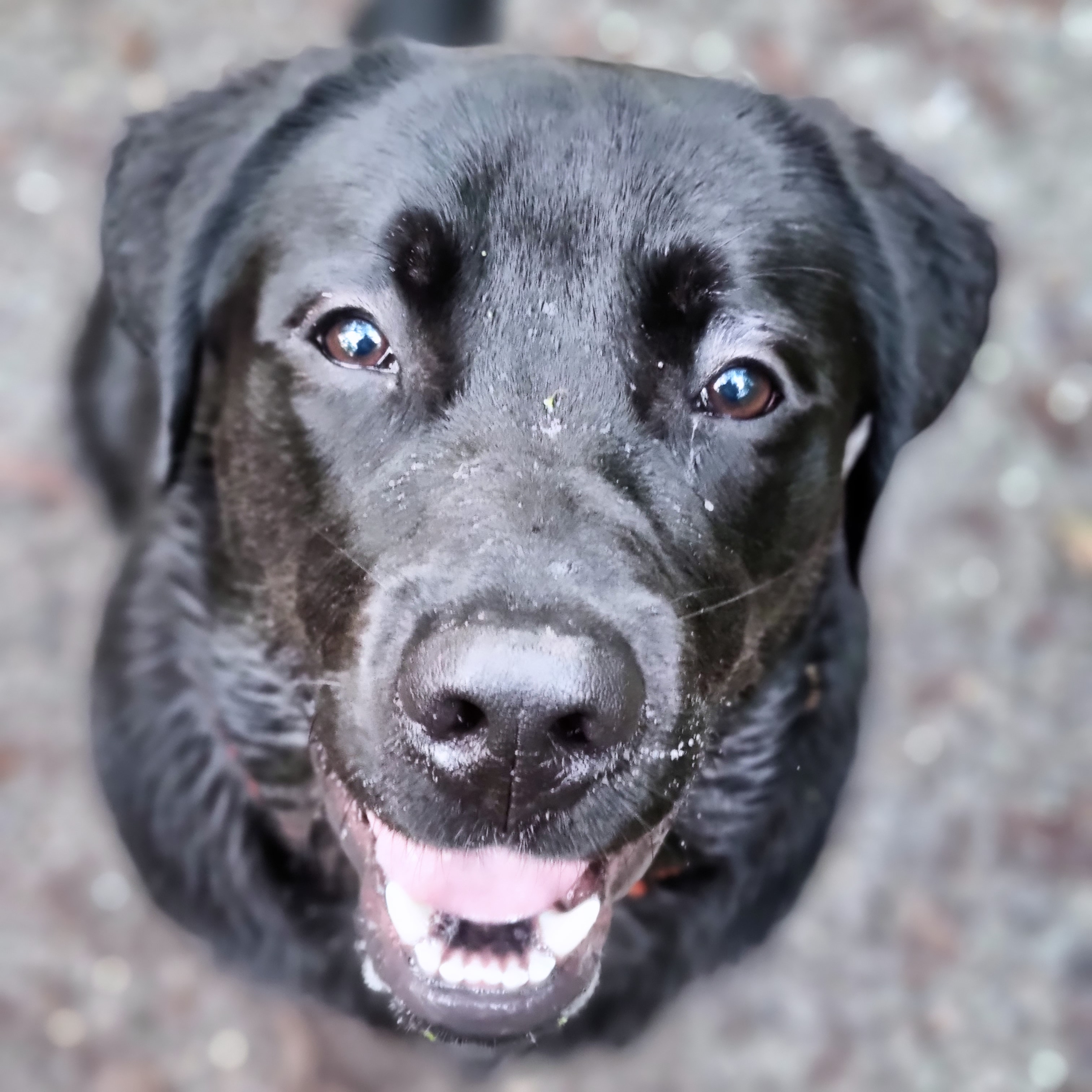 @mishka-de-labrador