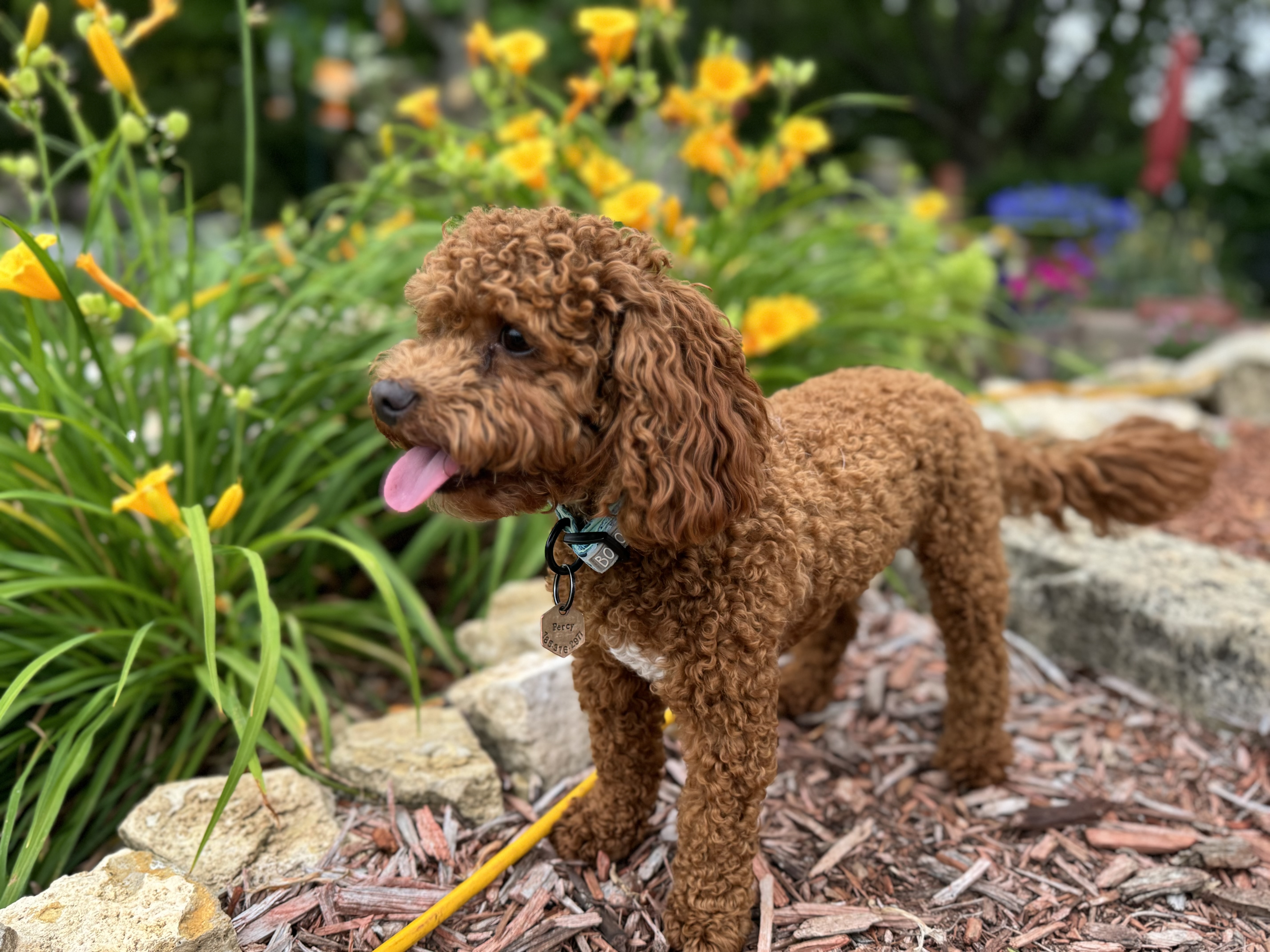 @percy-the-cavapoo-pup