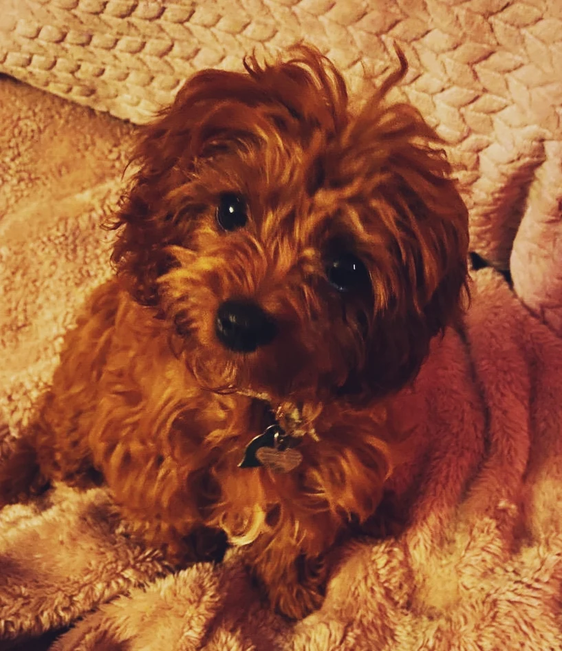 @pawsitivelyperfectgwen