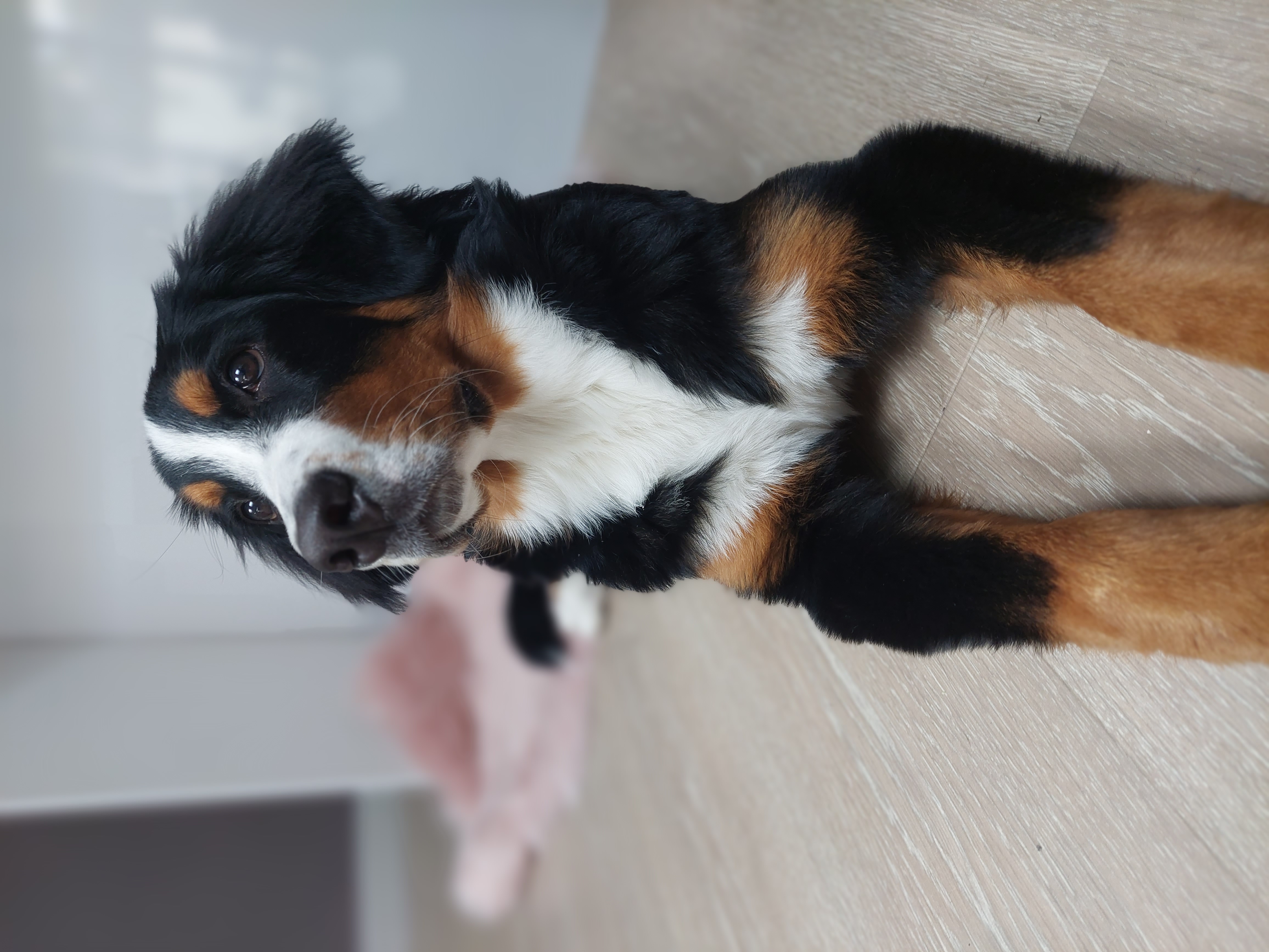 @willowbigpup