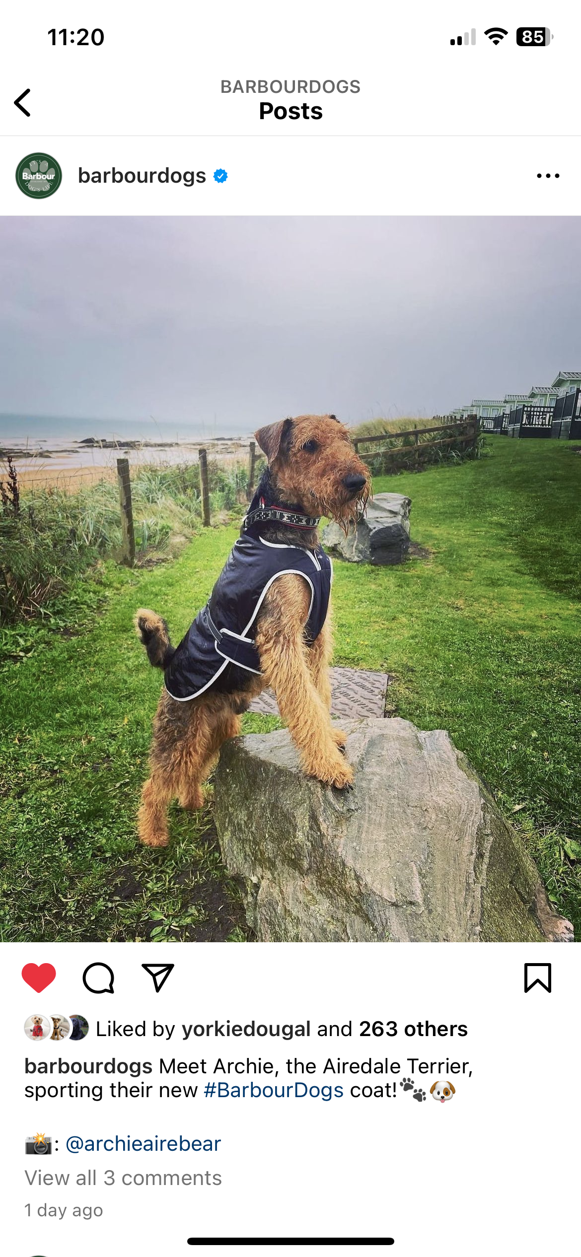 @archieairebear