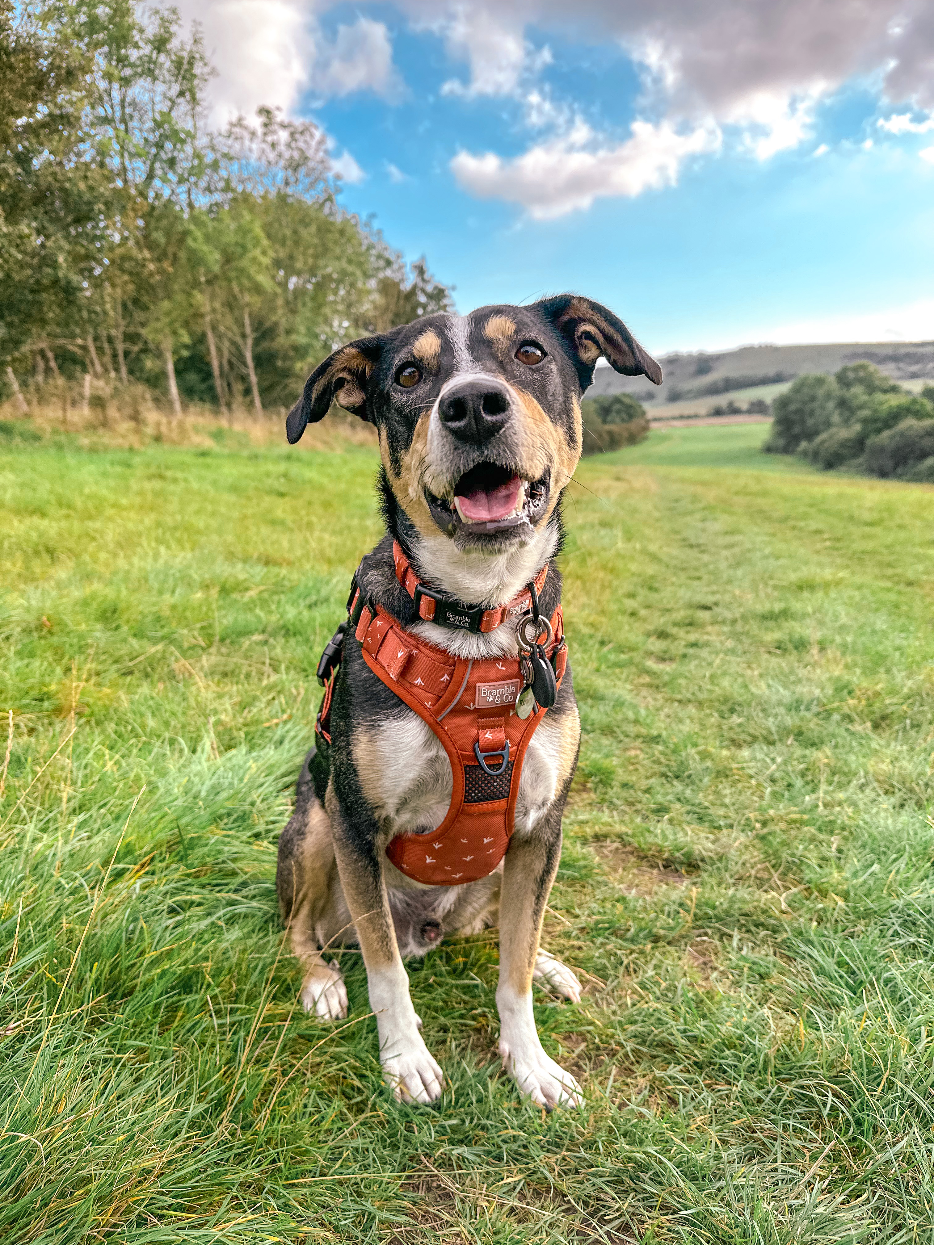 @roary-the-rommie-rescue