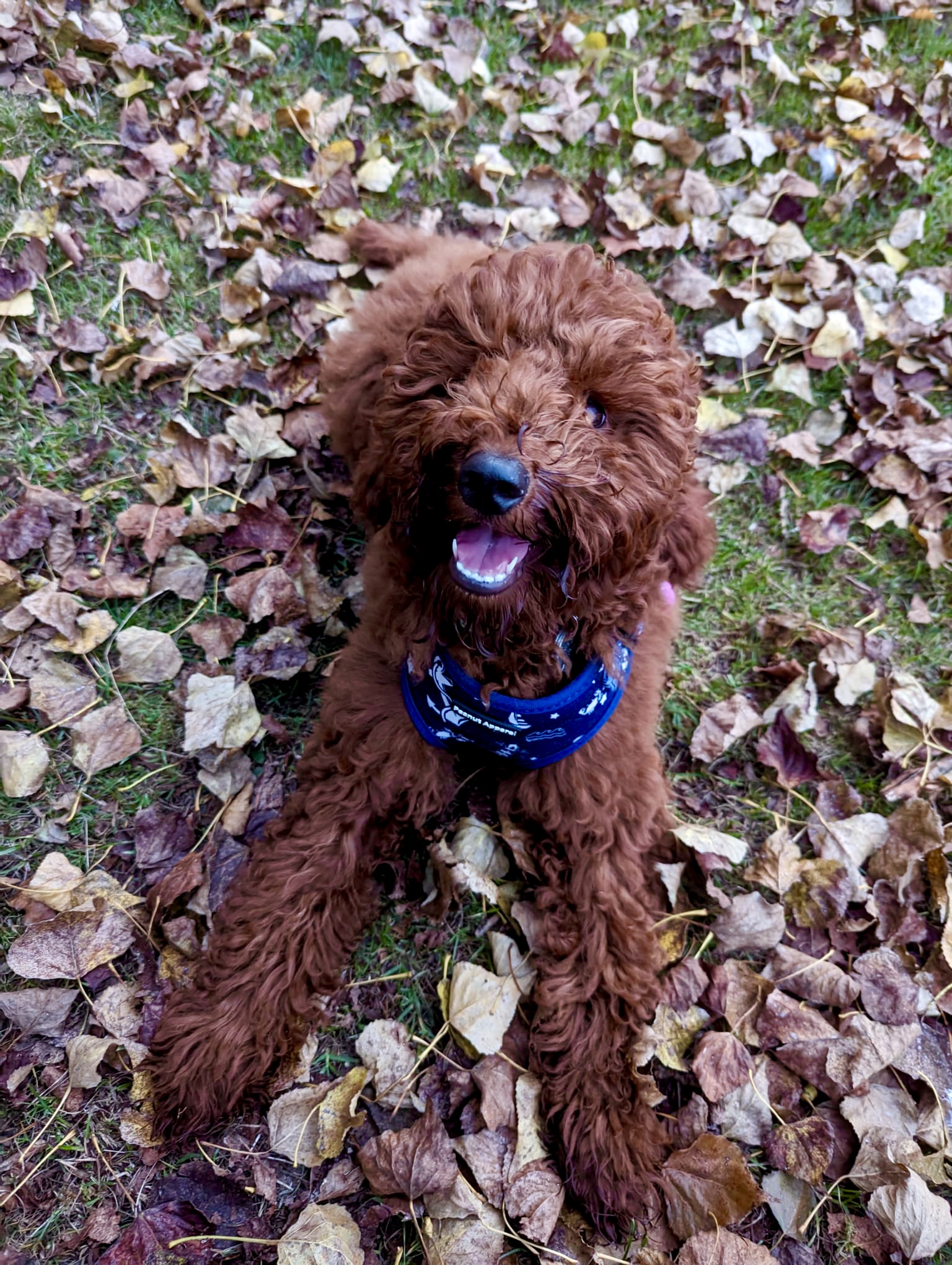 @perfect-paisley-pup