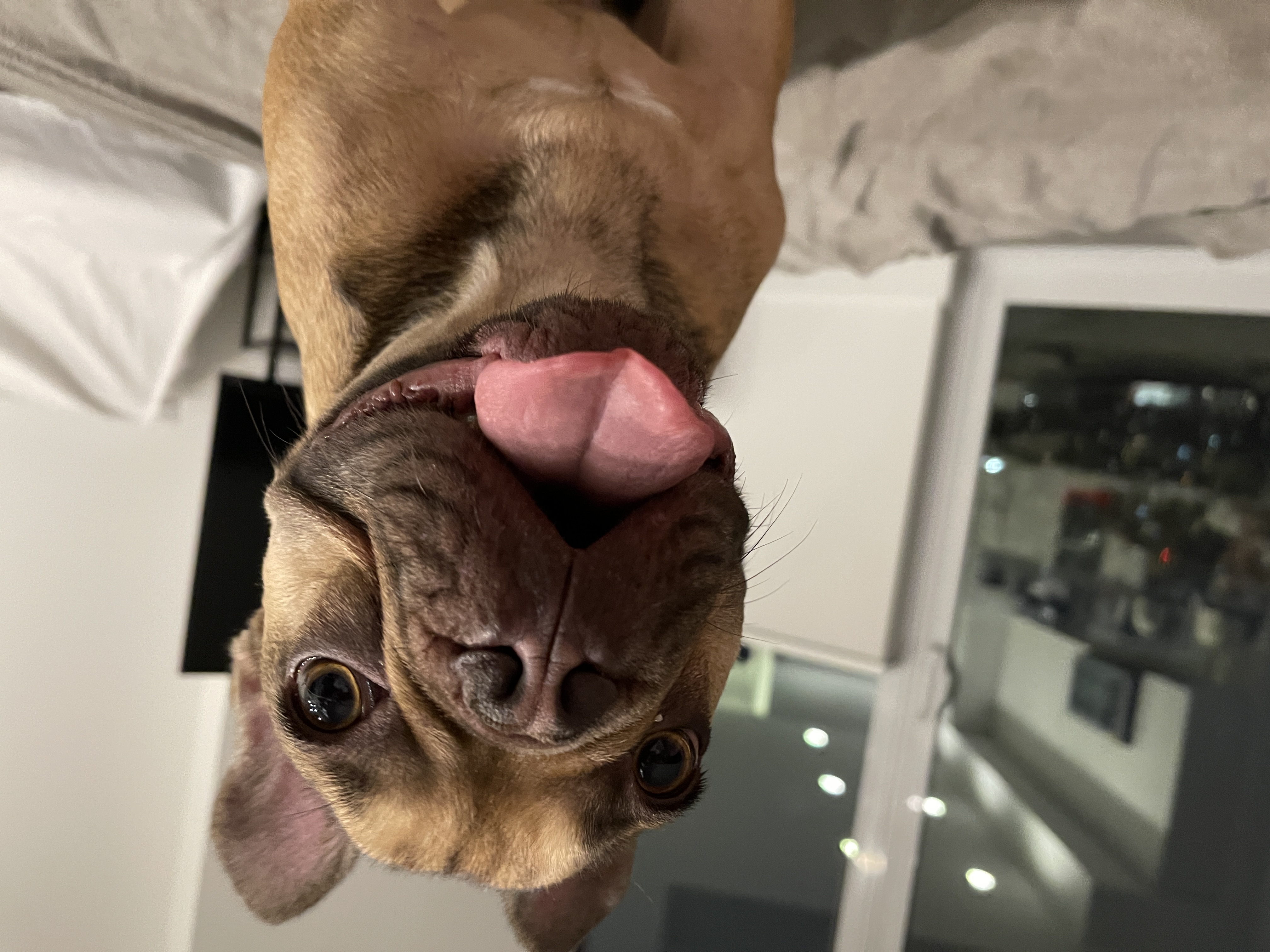 @rufusdudog