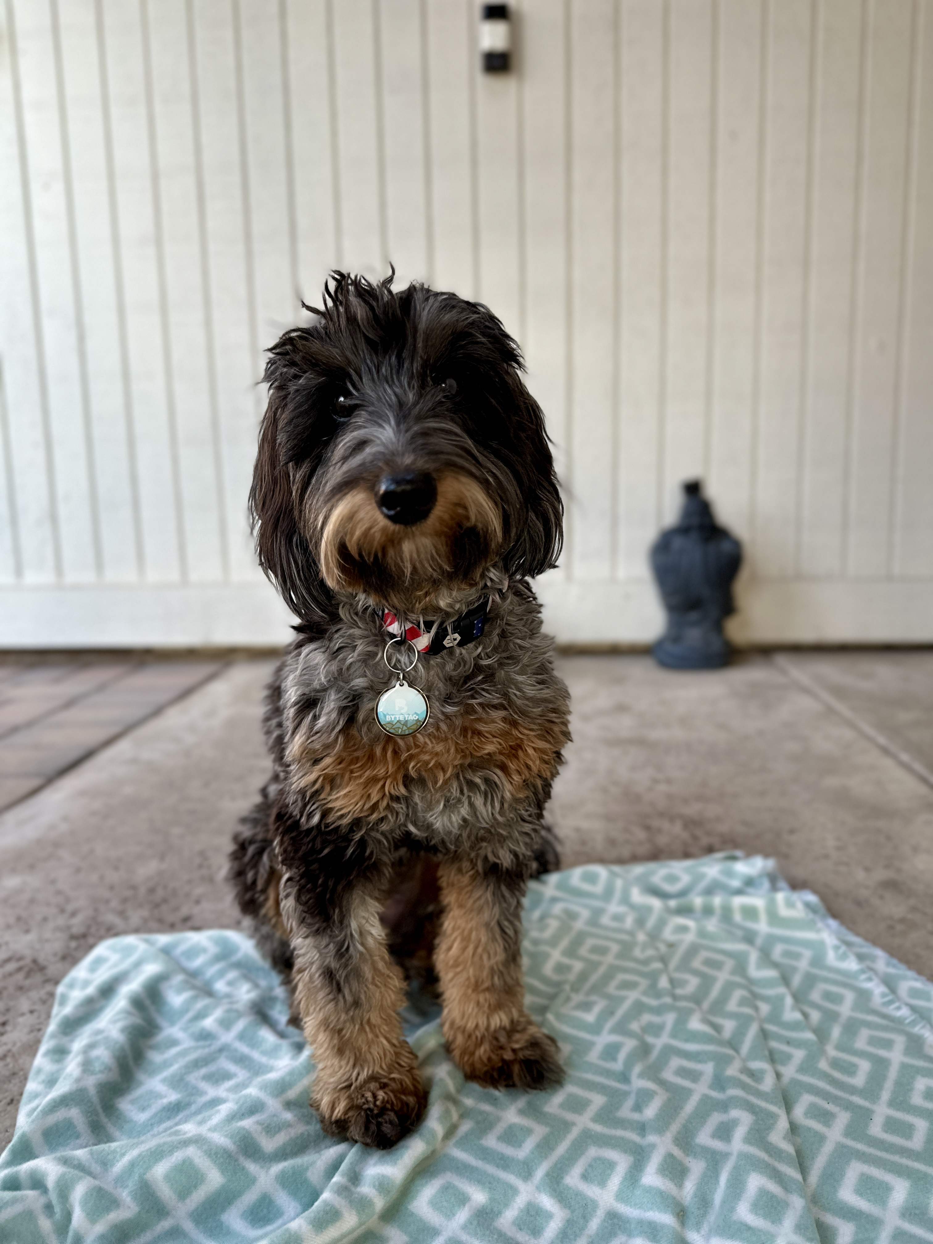 @jleaux-minibernedoodle